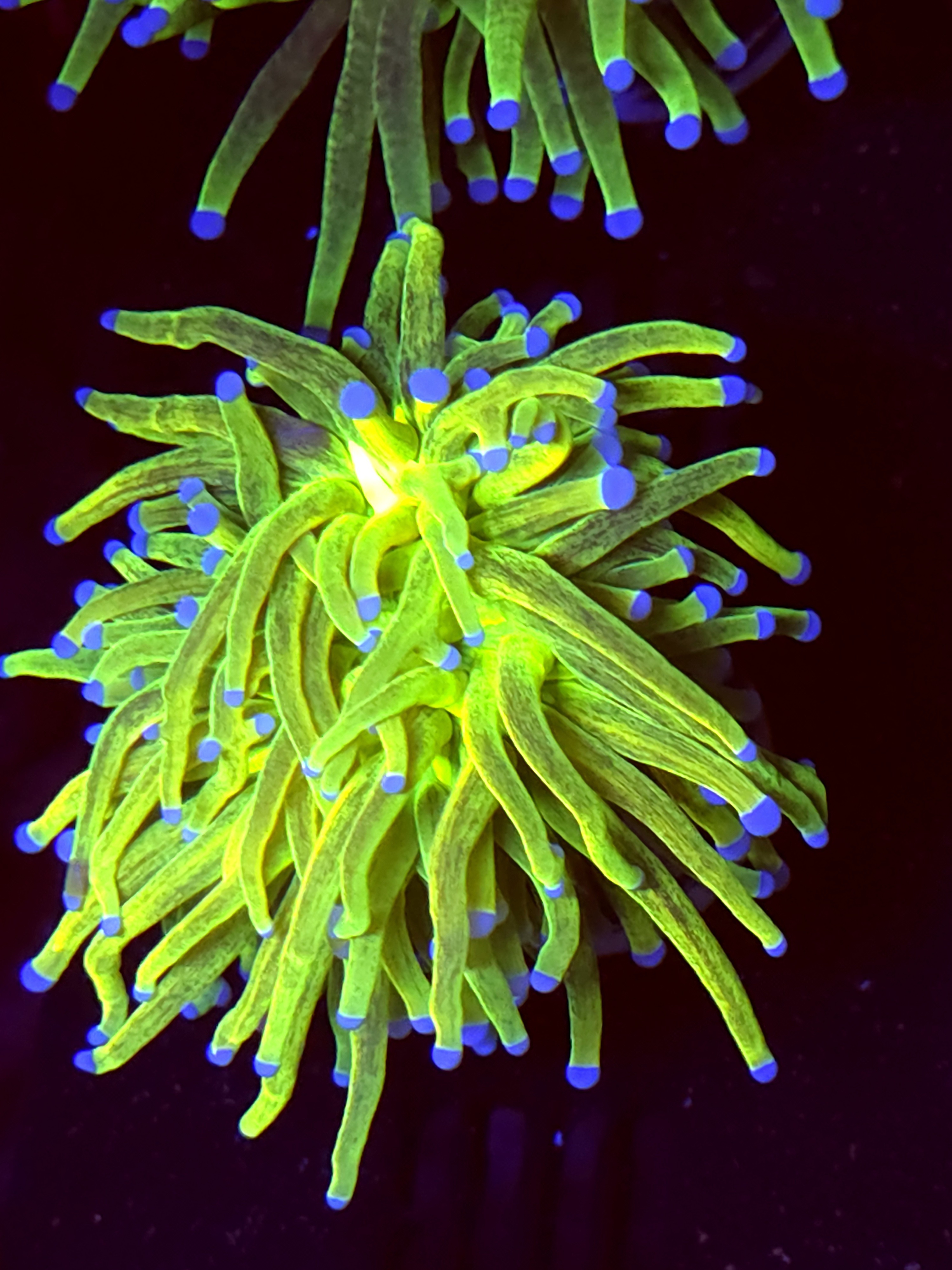 SBB " Glitter" Holy Grail Torch