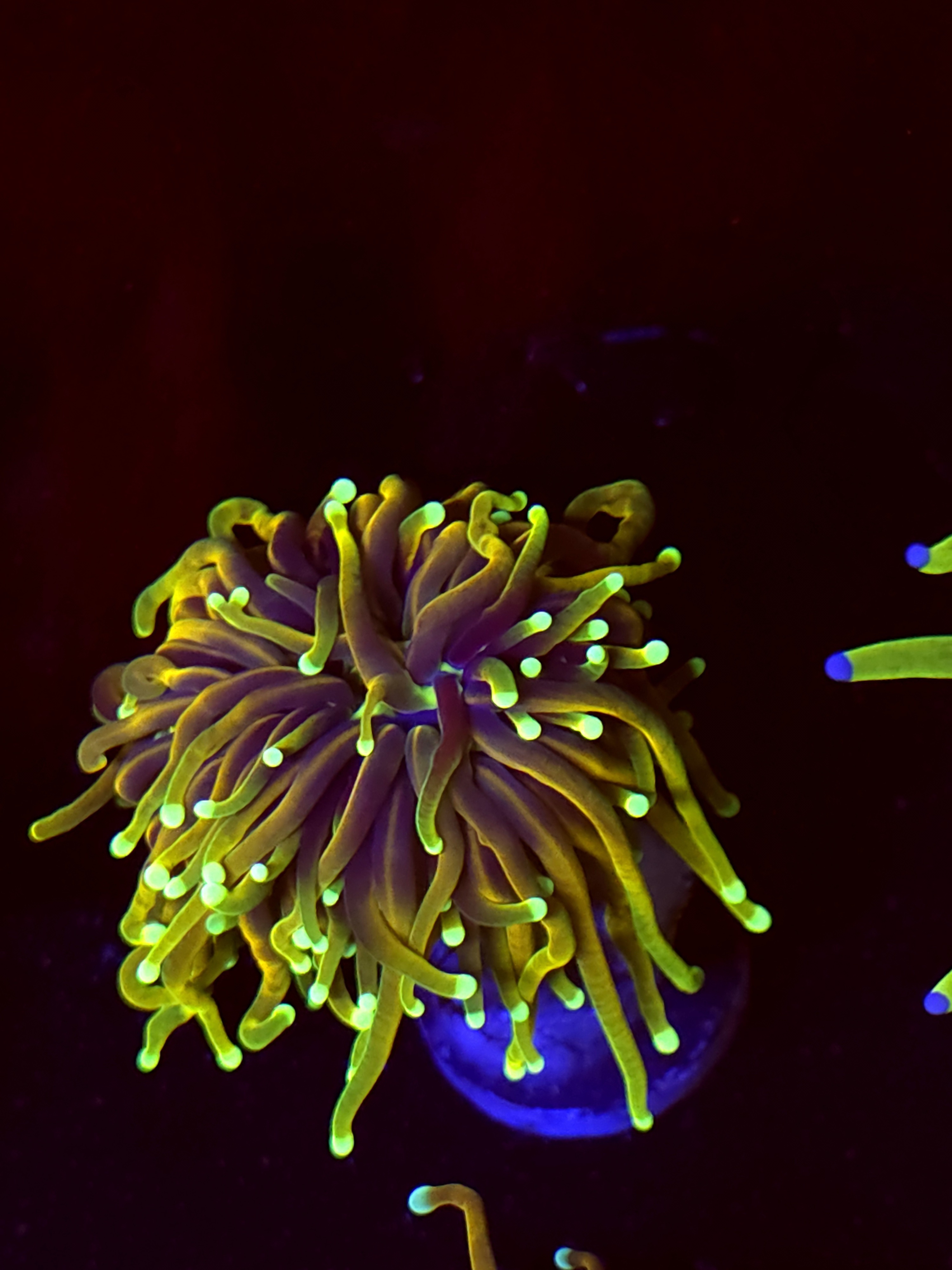 SBB " Dragon Soul' Torch