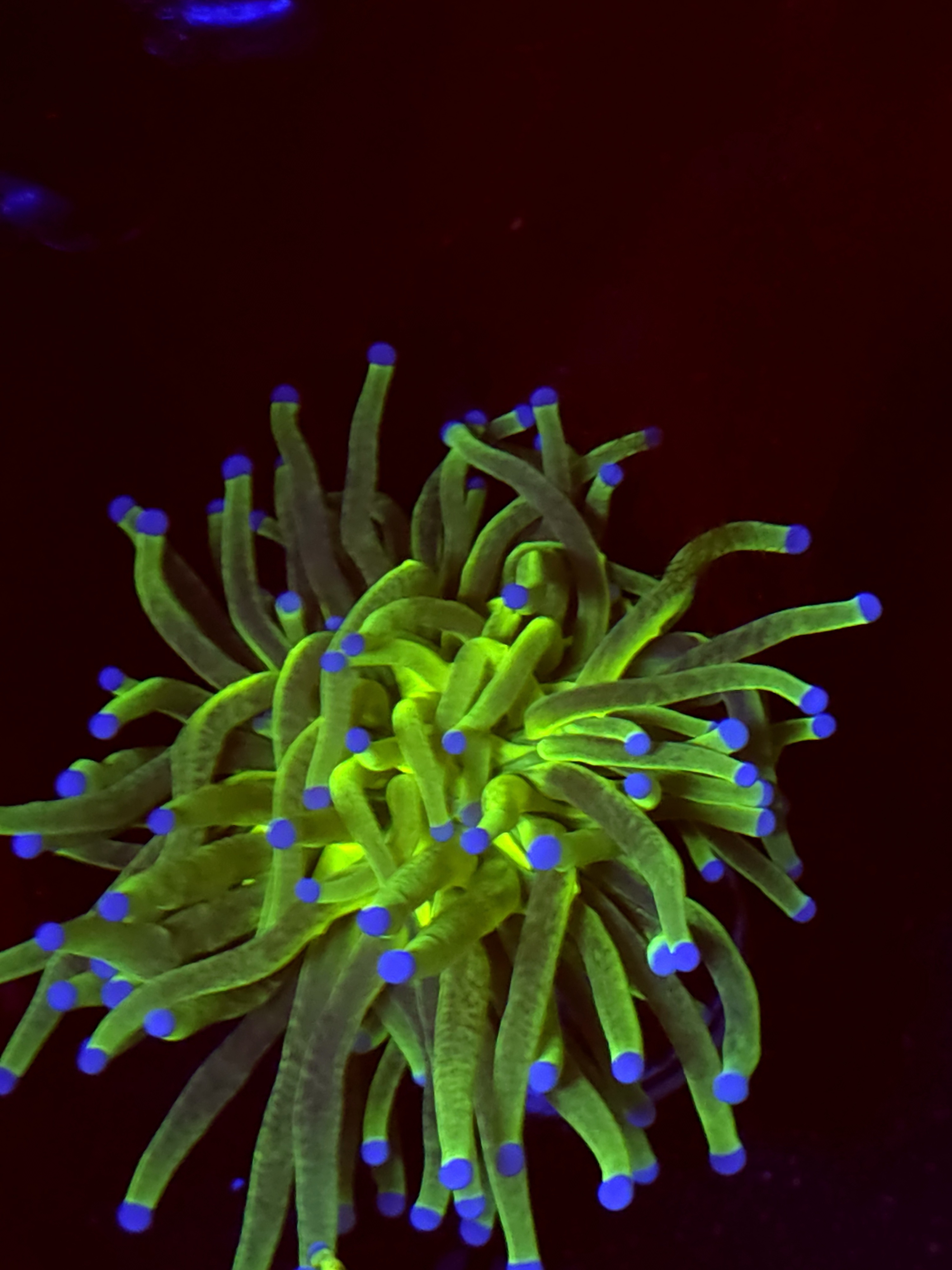 SBB " nickelodeon" Torch