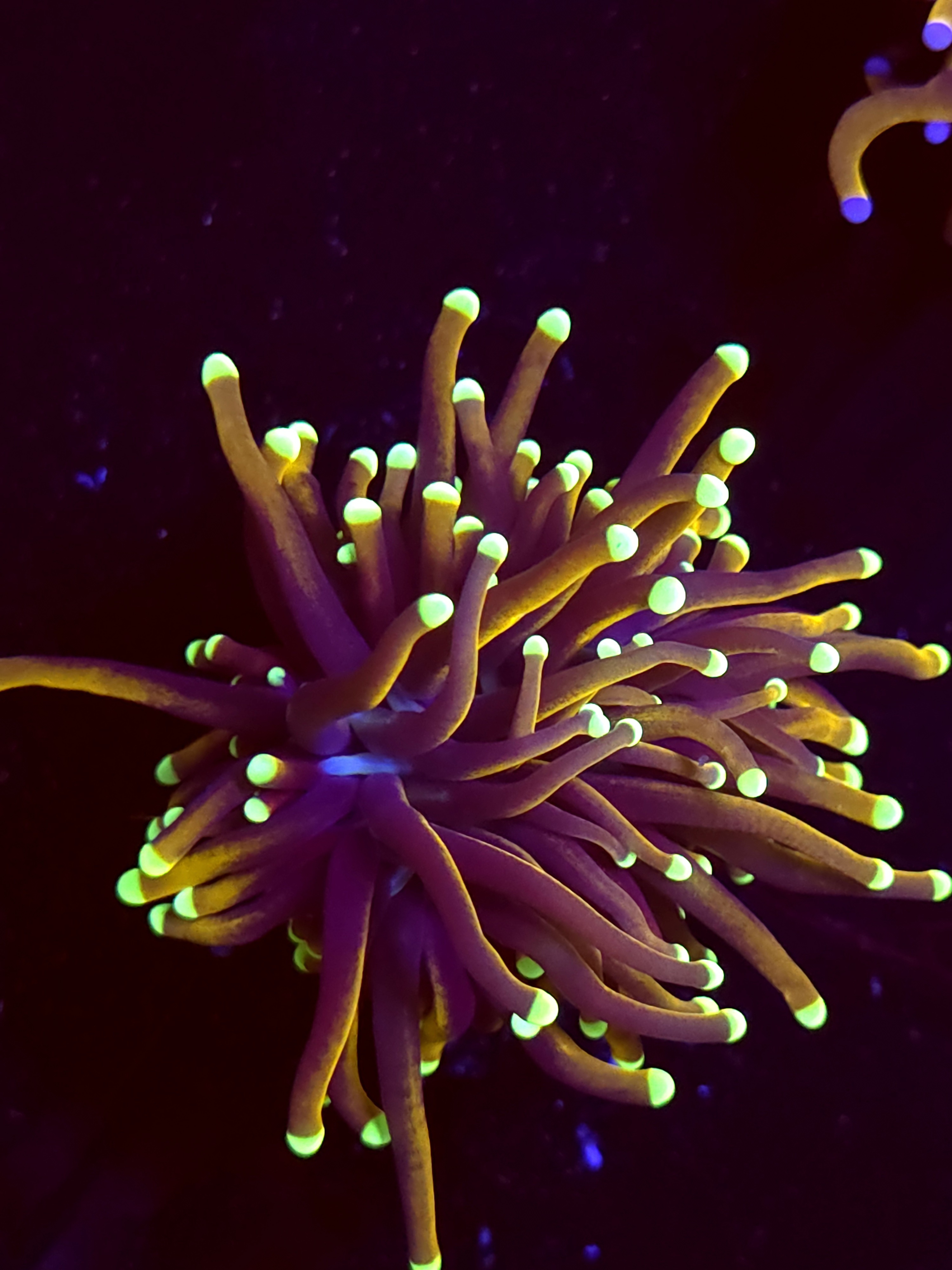 SBB " Dr Strange' Torch