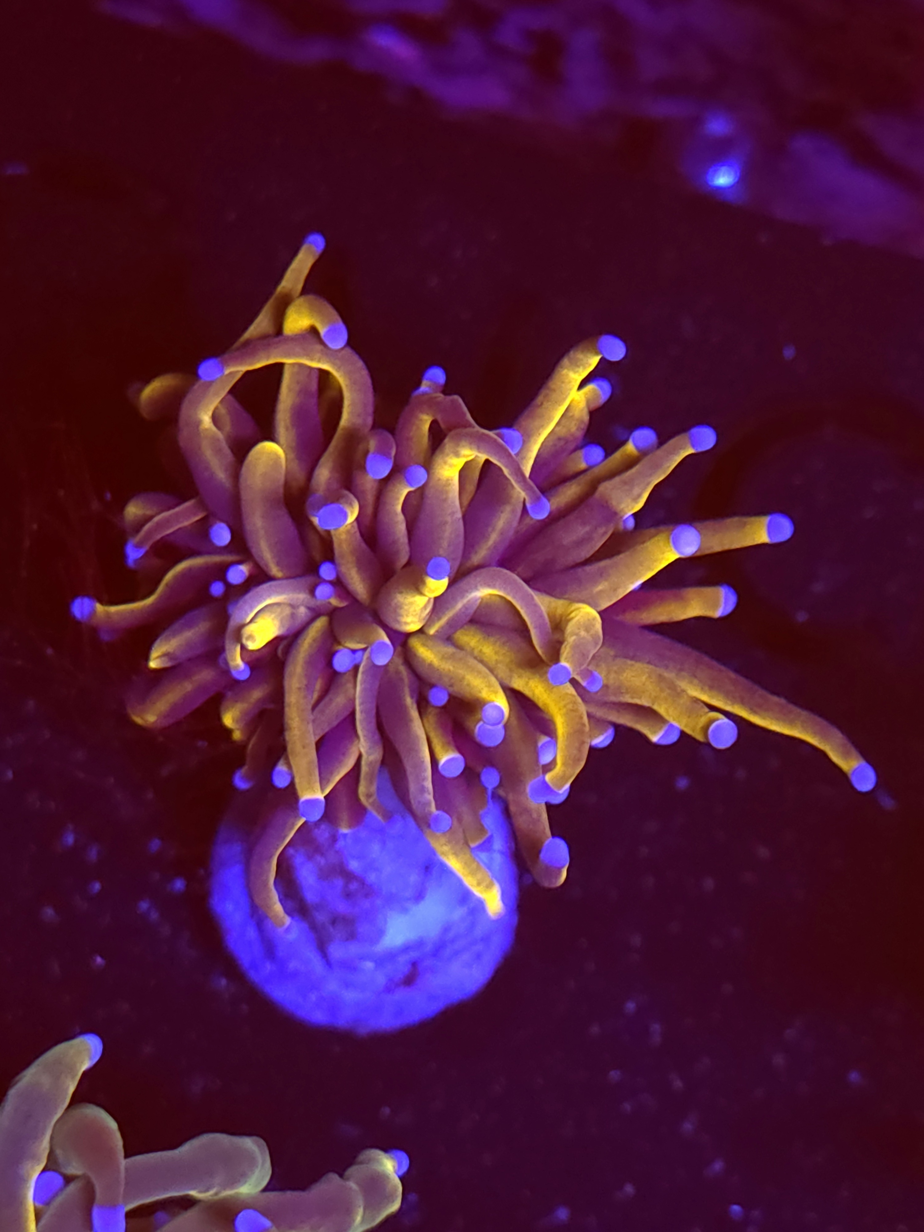 SBB " New York" Nicks Torch