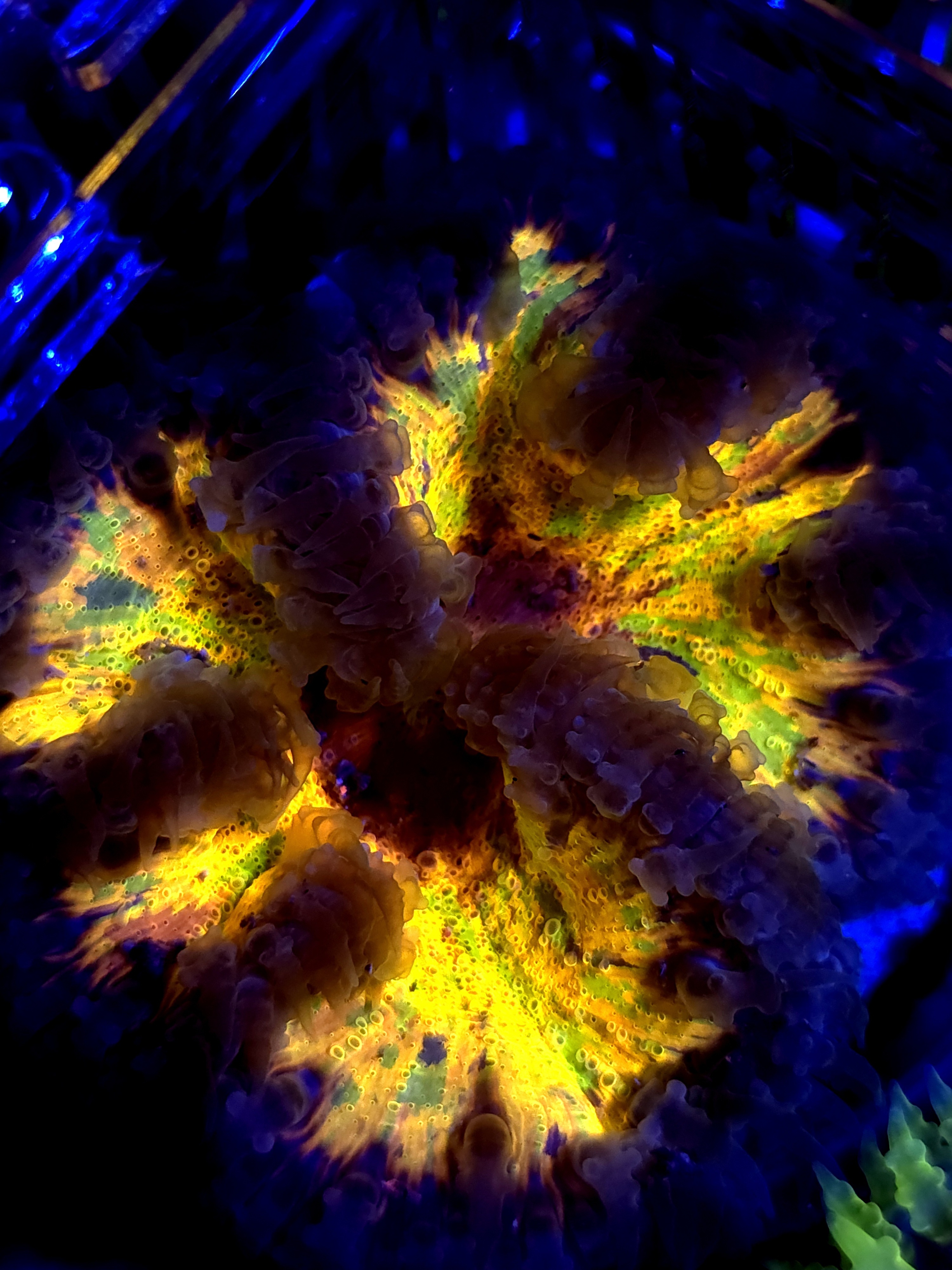 SBB " Rainbow yellow Center" Rockflower