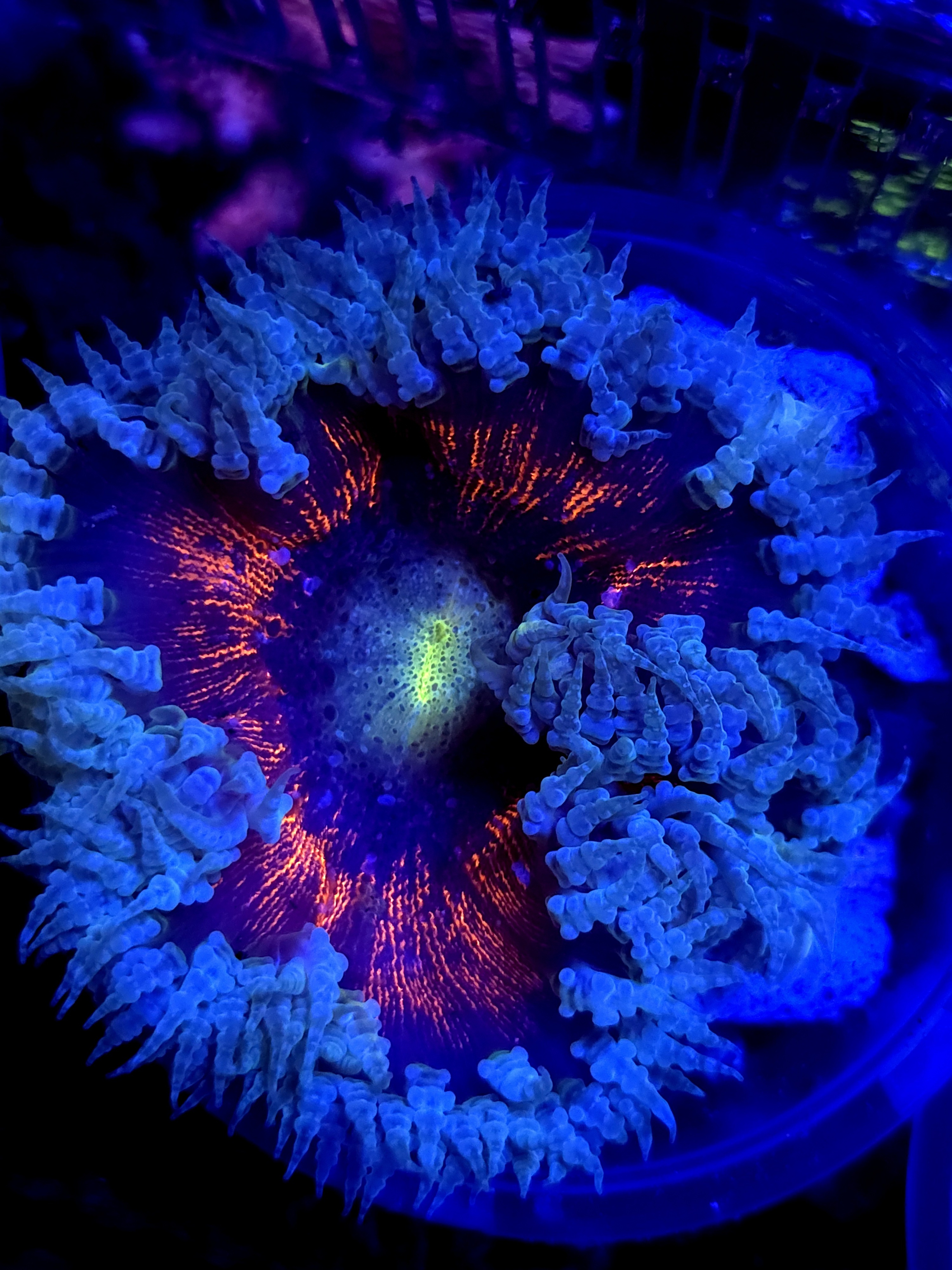 SBB " Deadpool' center" Rockflower