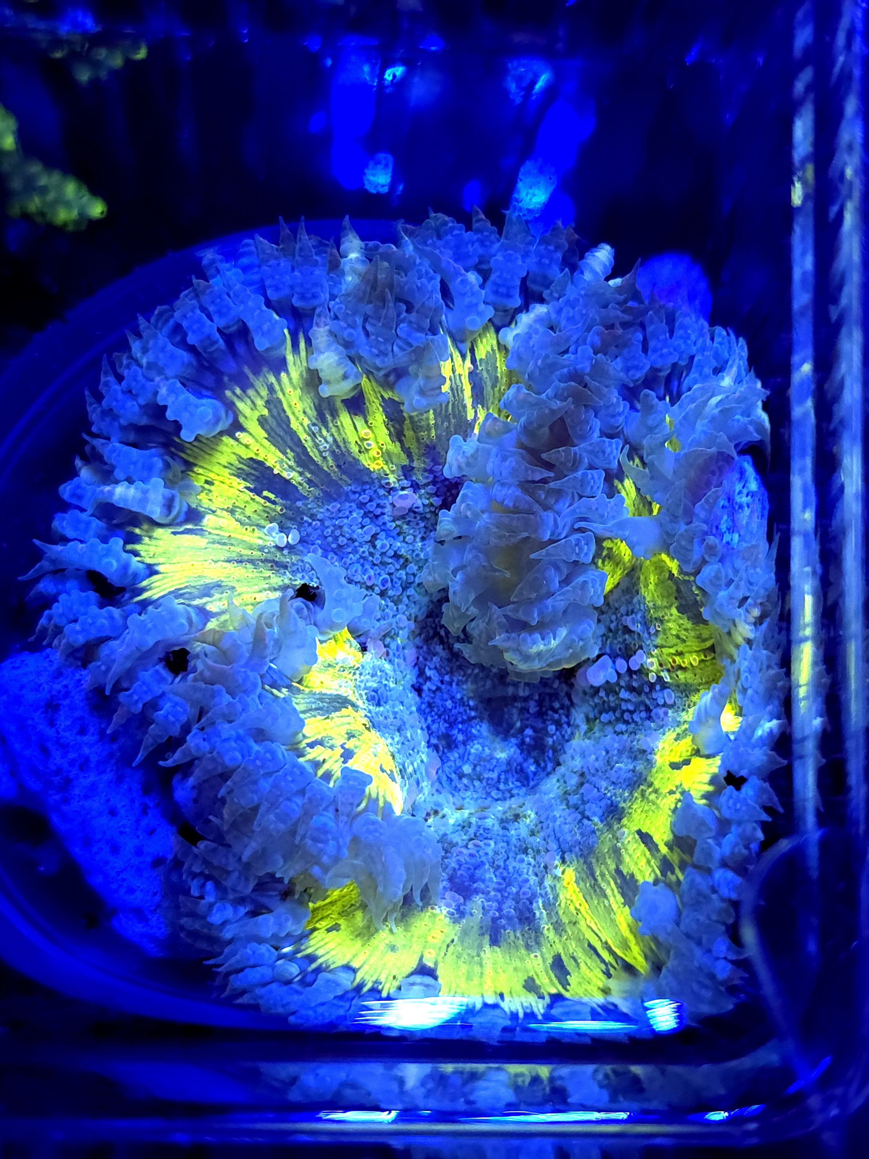 SBB " Yellow Center' Rockflower