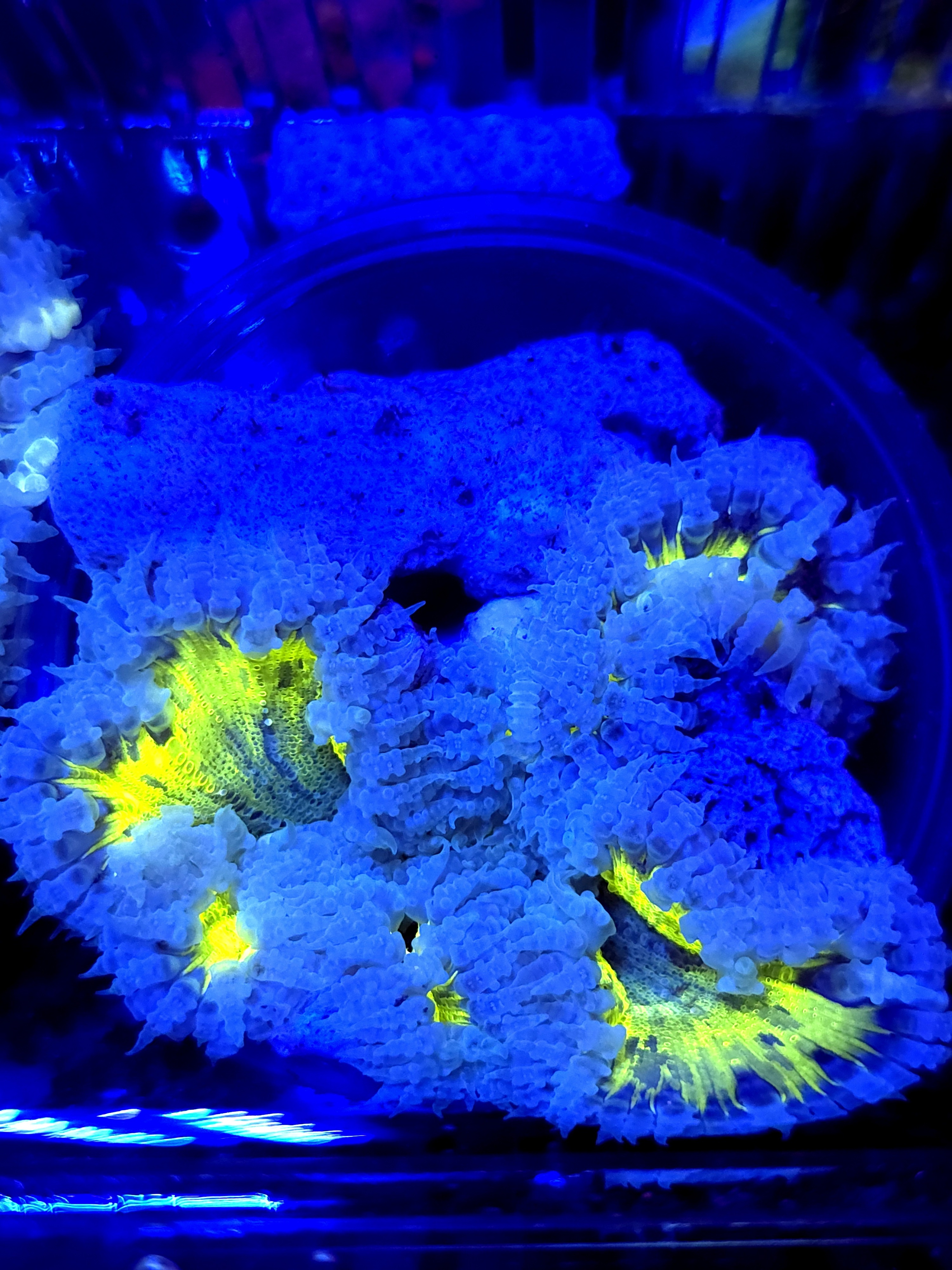 SBB " Yellow Center' Rockflower