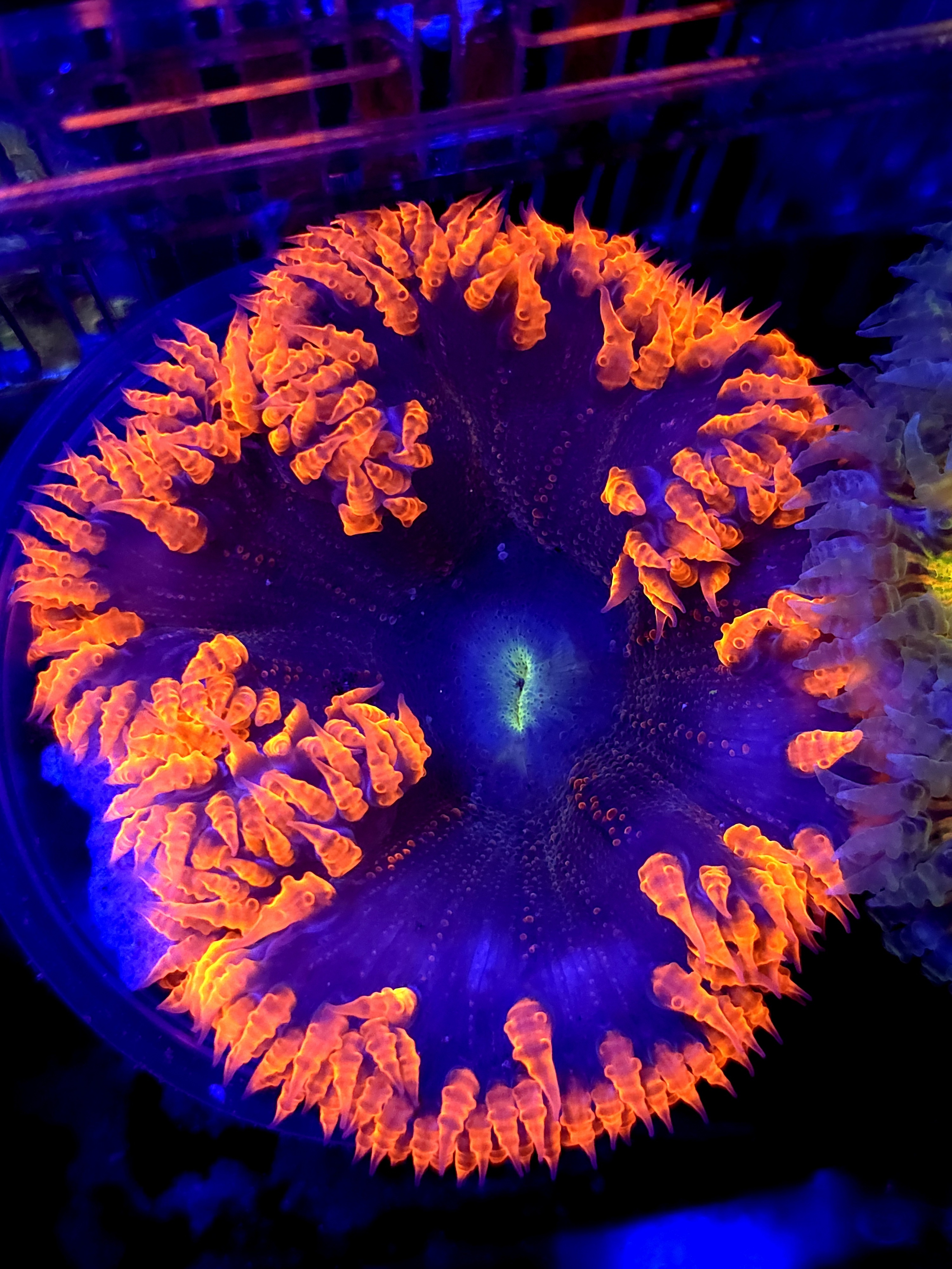 SBB " Red Skirt" Rock Flower