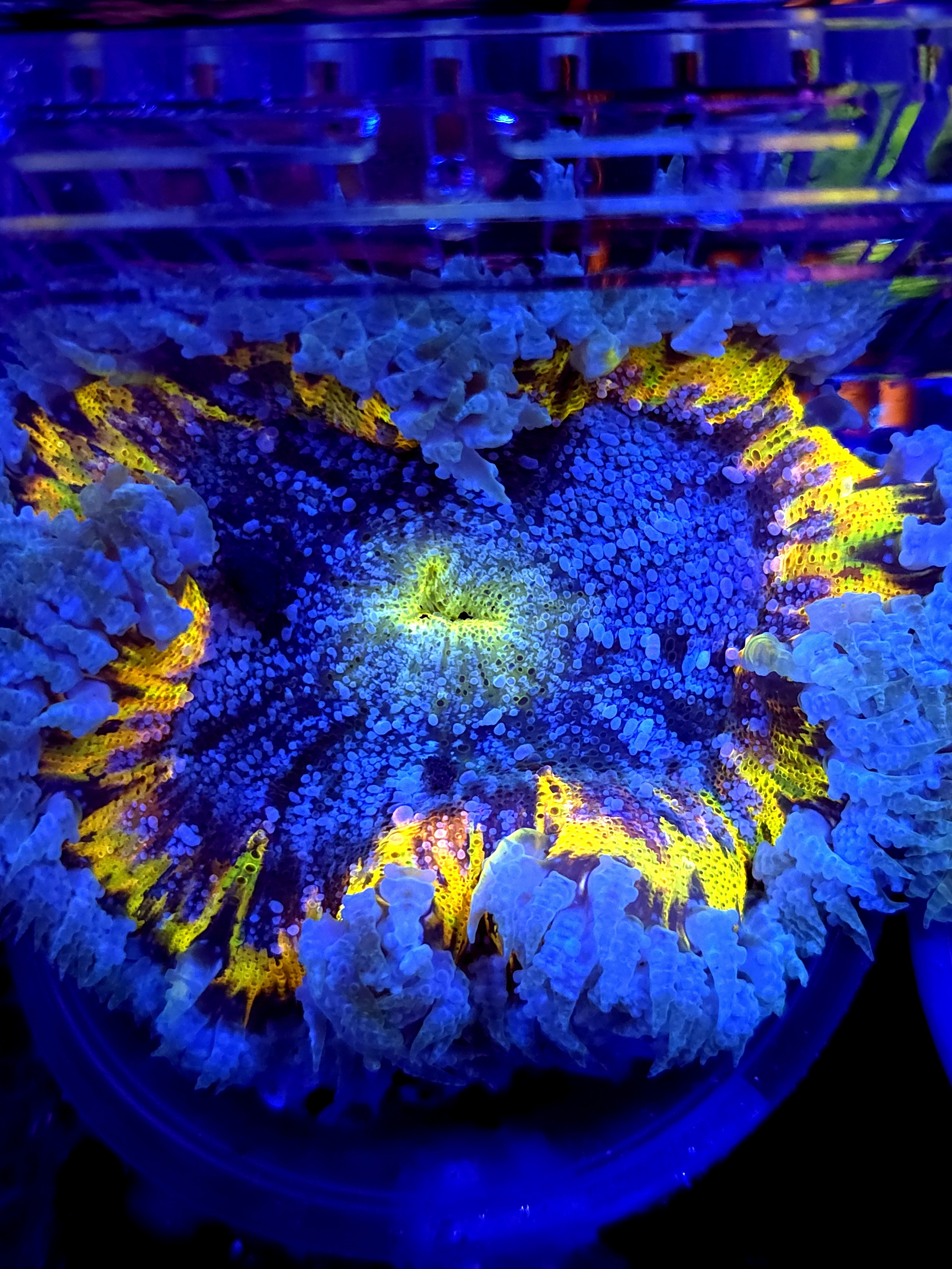 SBB " Purple Yellow Center" Rock Flower