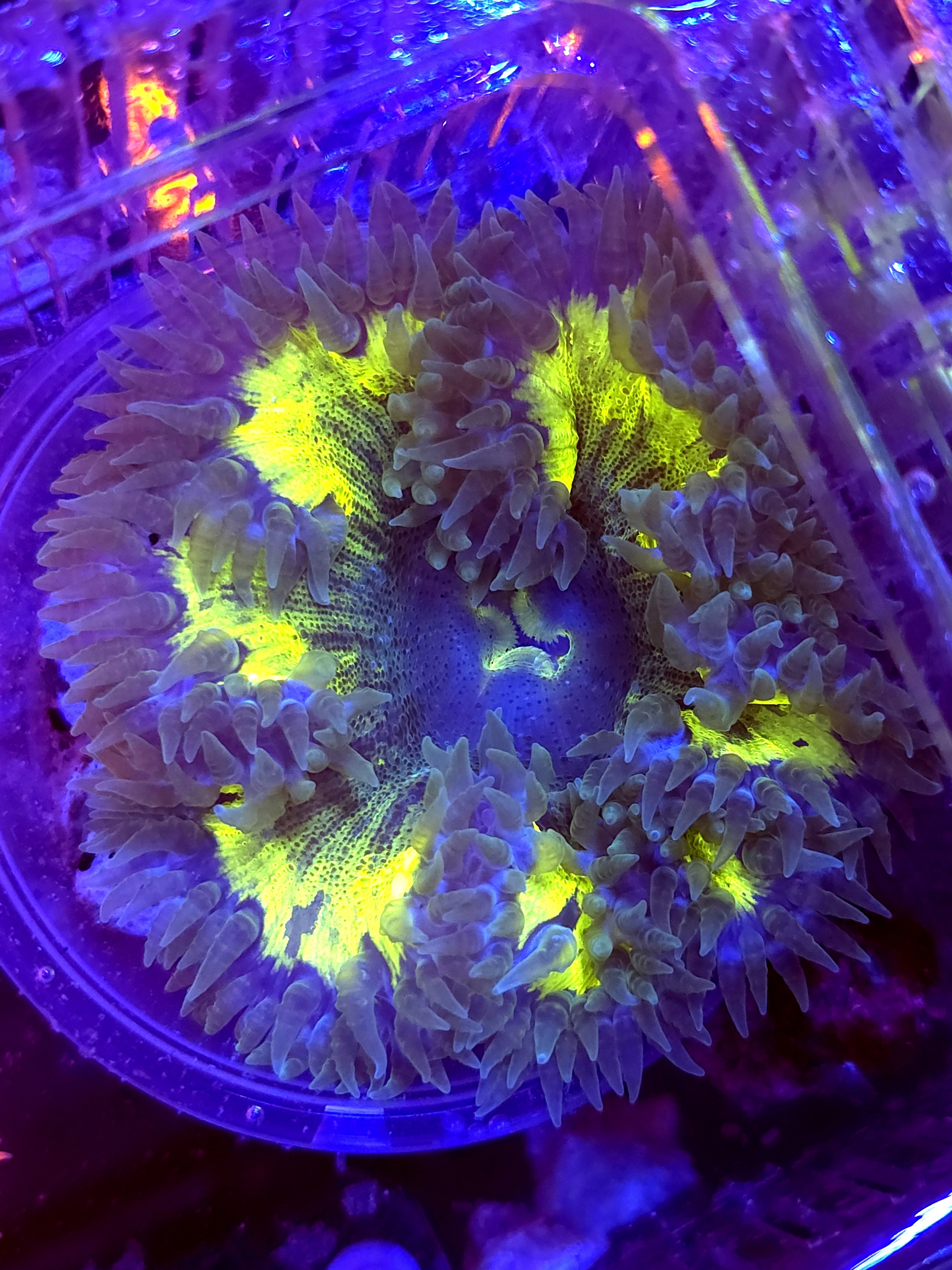 SBB " Yellow Center' Rockflower