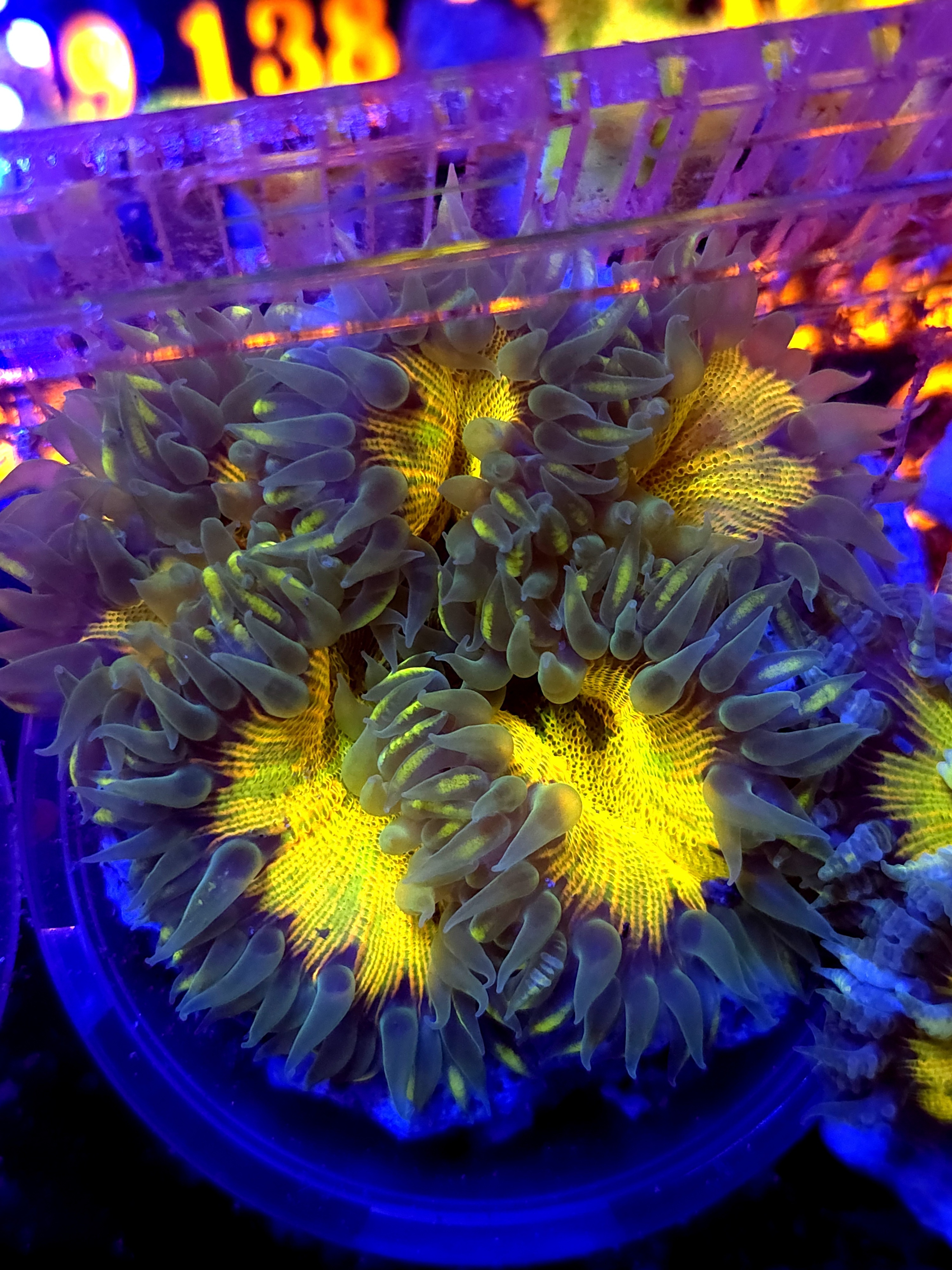 SBB Yellow Center Rock Flower