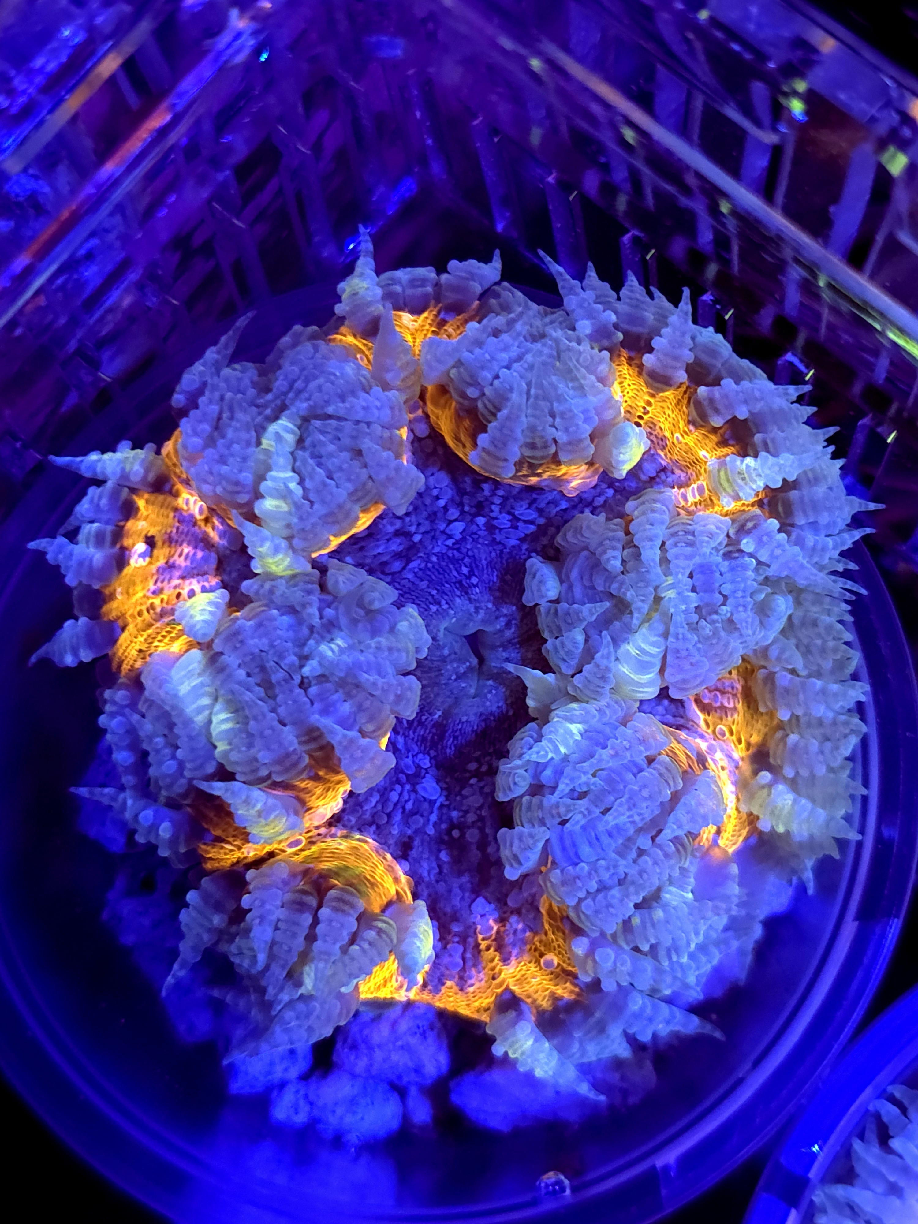 SBB " Yellow Center' Rockflower