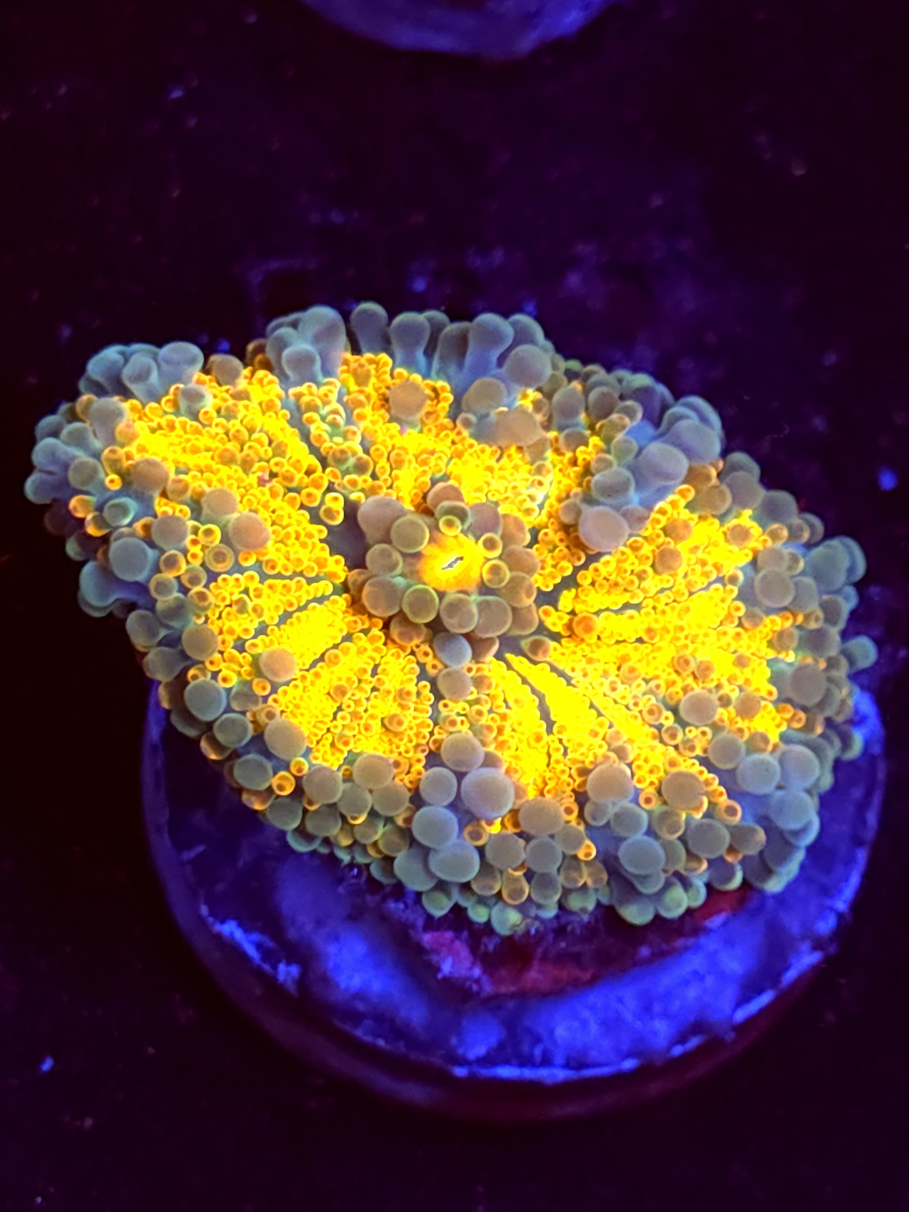 SBB "Copper Planet" Mushroom Large