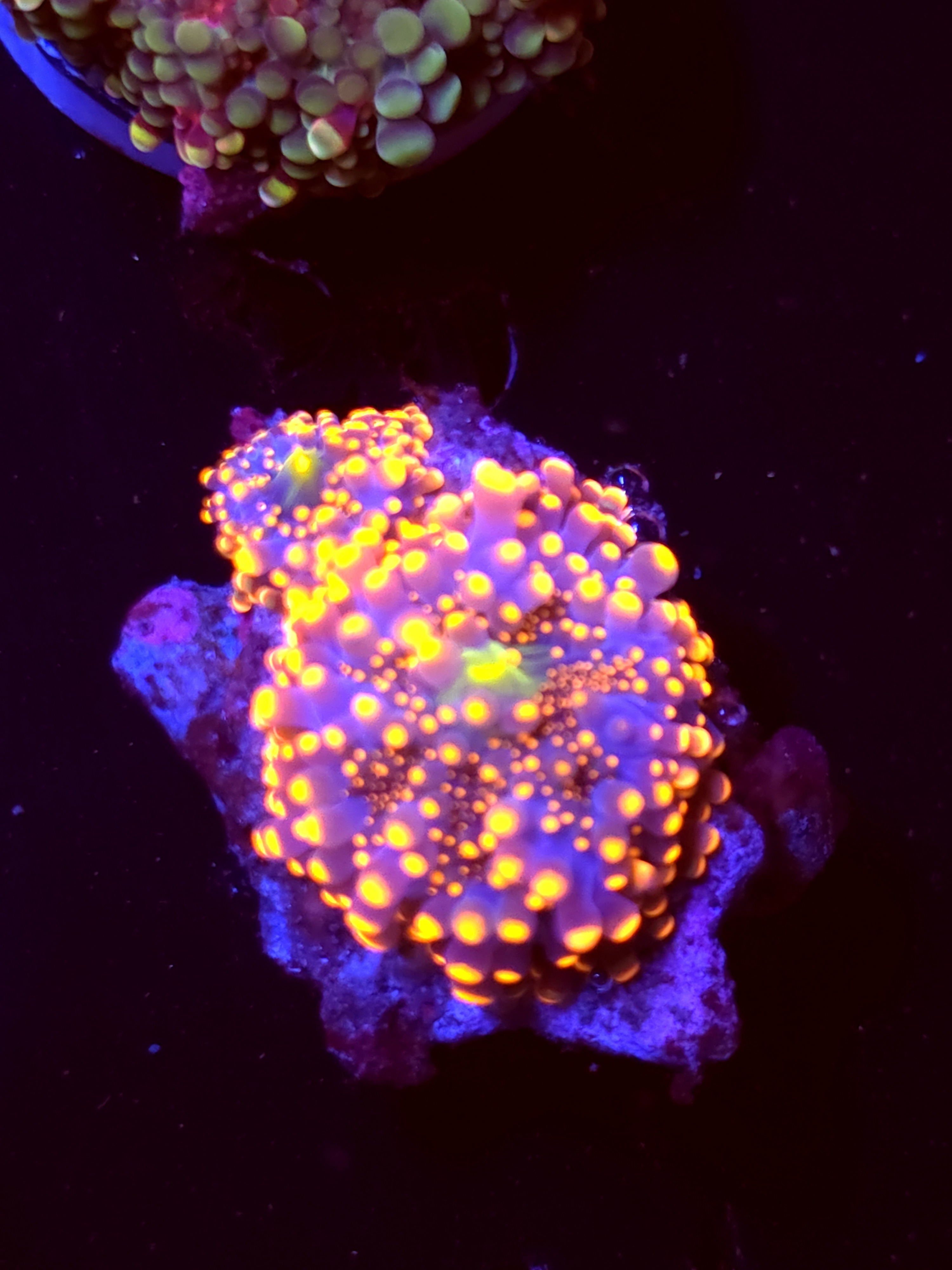 SBB "King Kong" Mushroom Medium