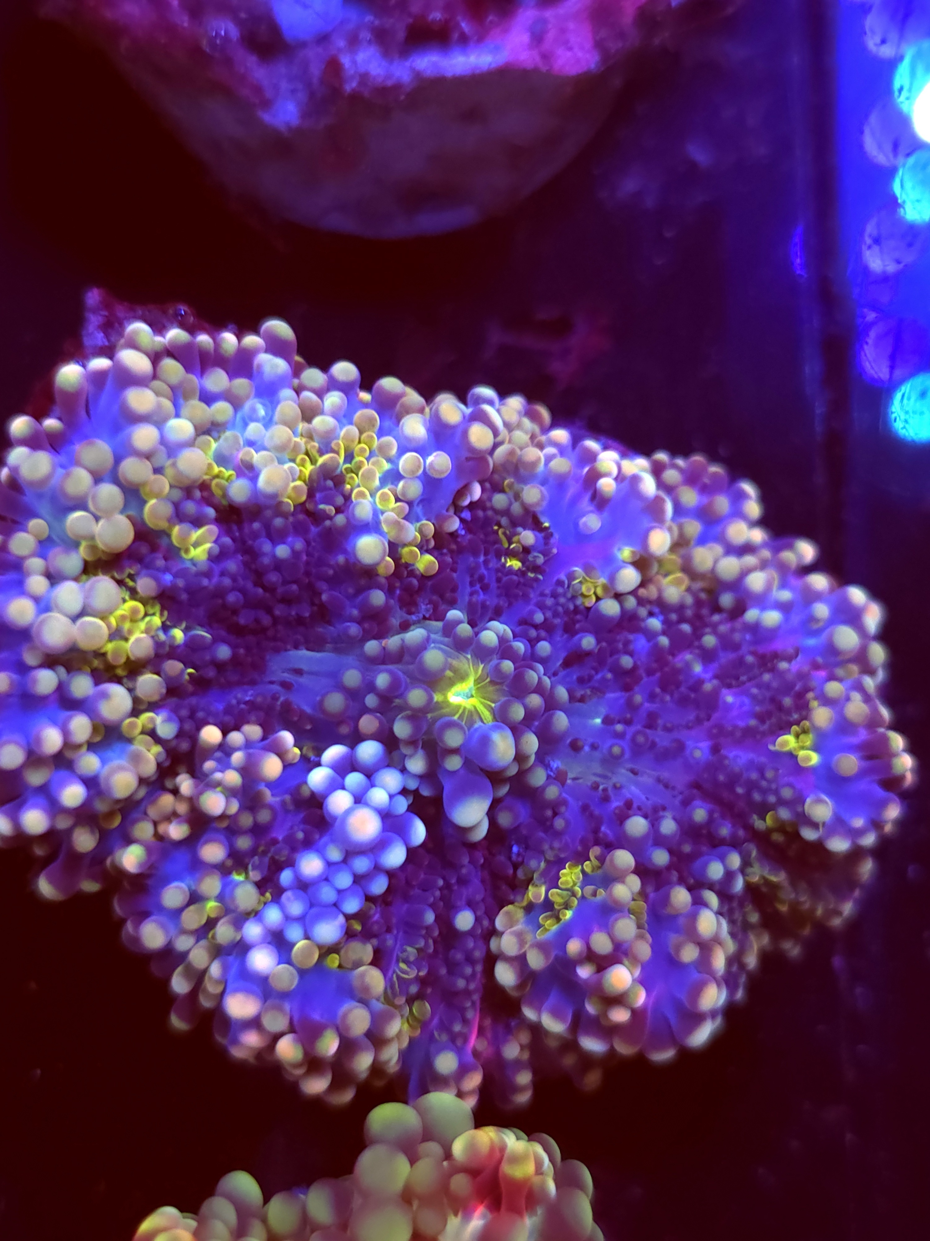 SBB "Purple Matrix " Mushroom XLarge