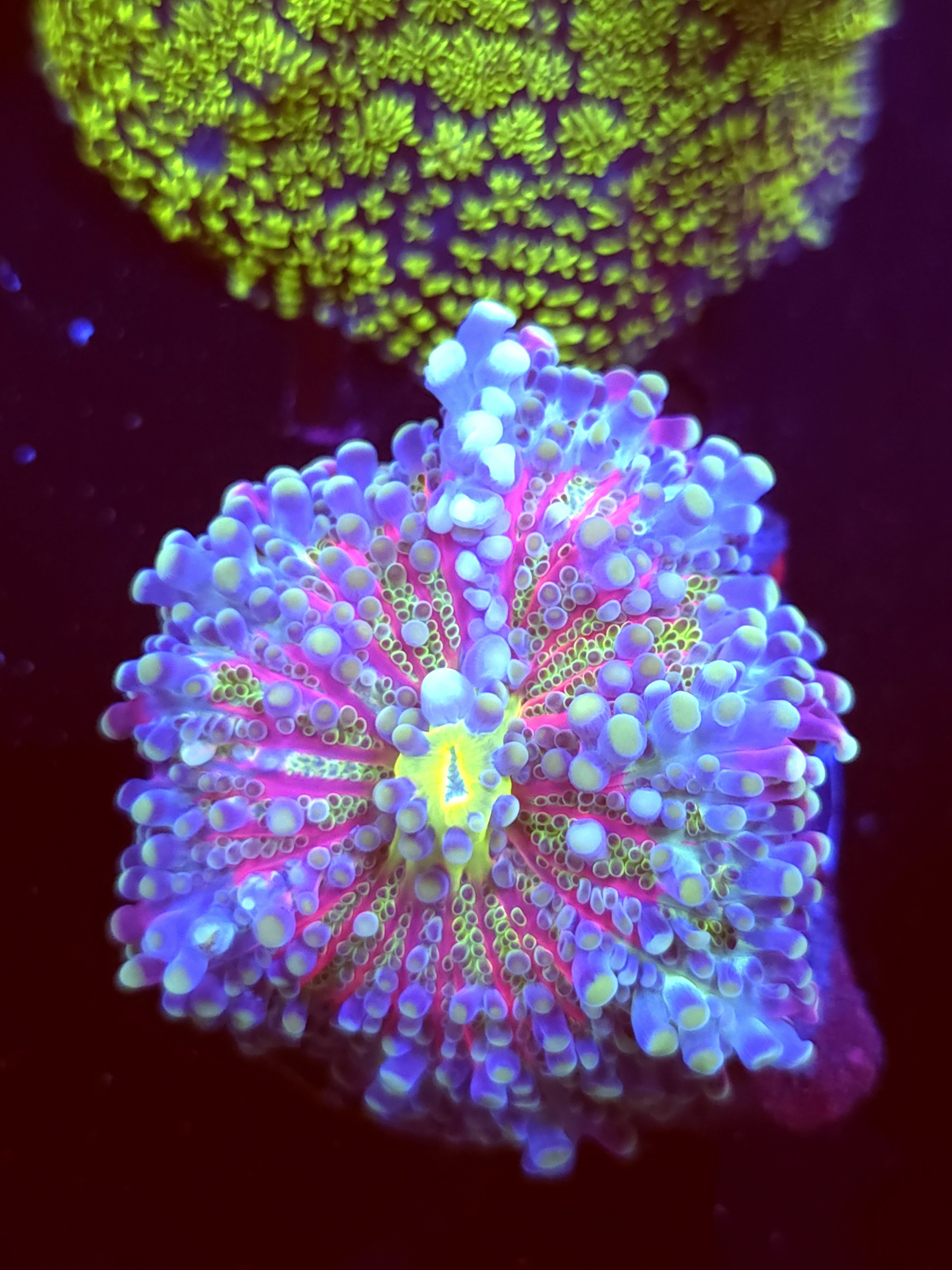 SBB "No Name" Mushroom Large