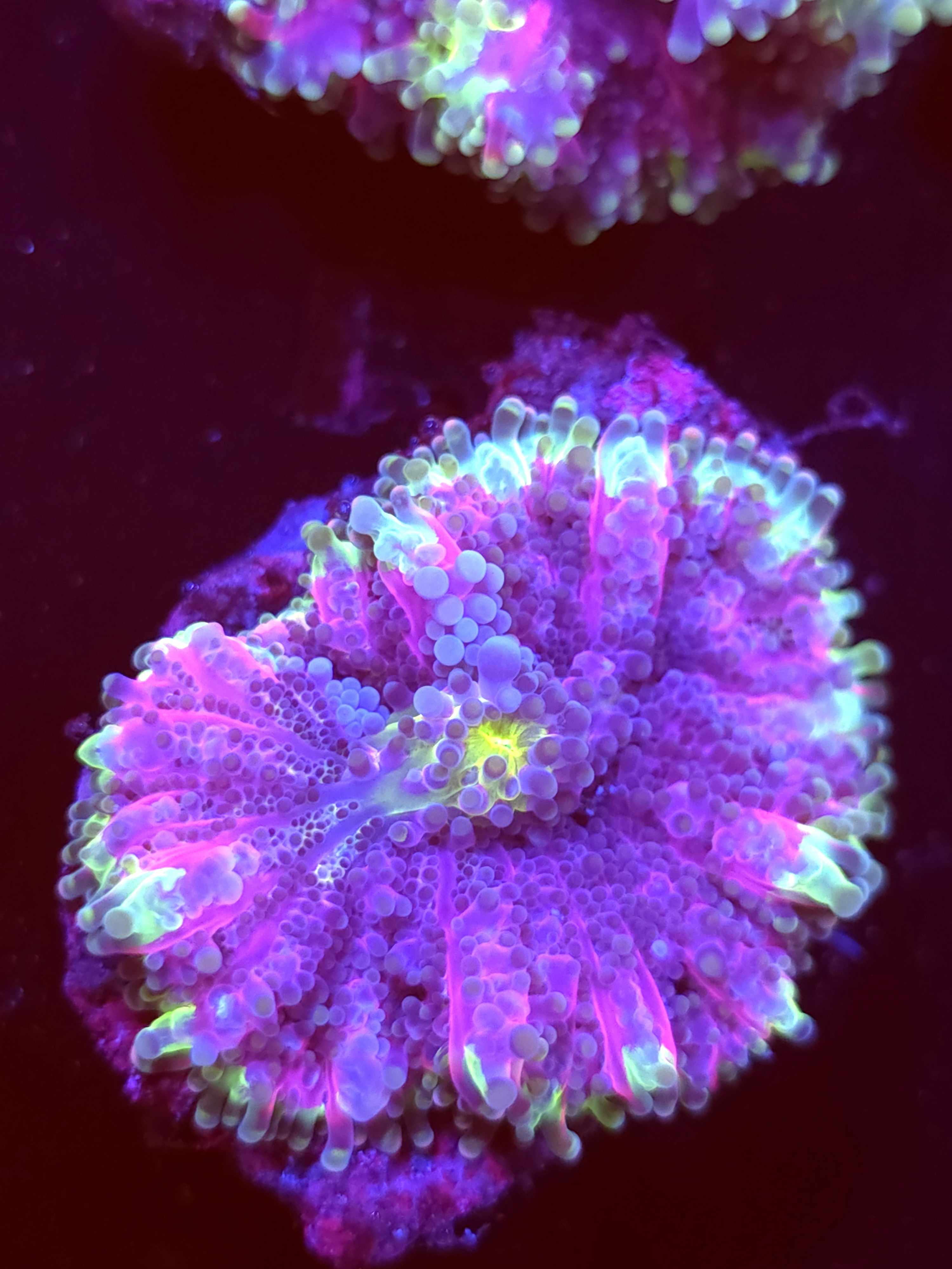 SBB "Purple Kiwi " Mushroom Large