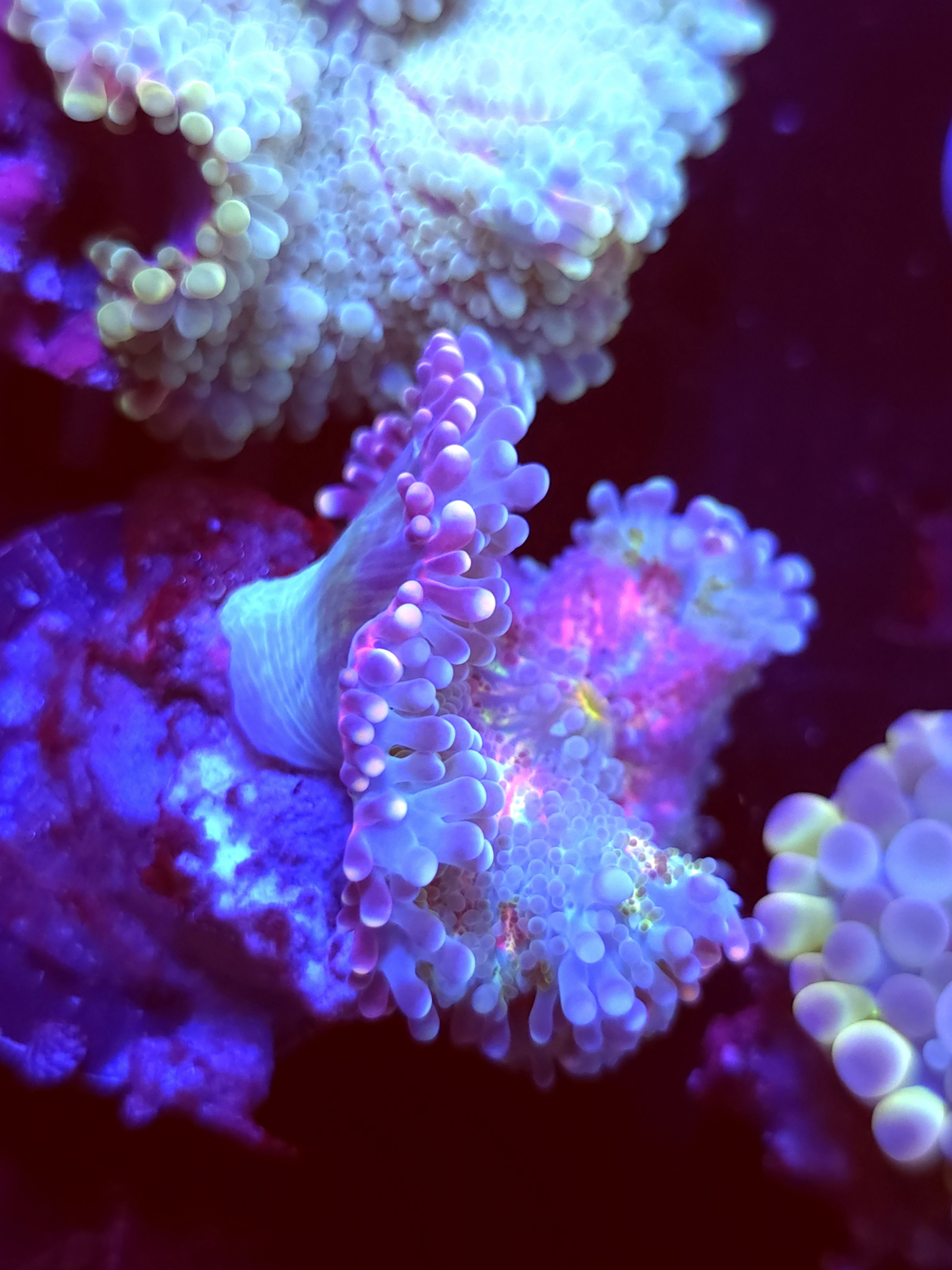 SBB "No Name" Mushroom Large