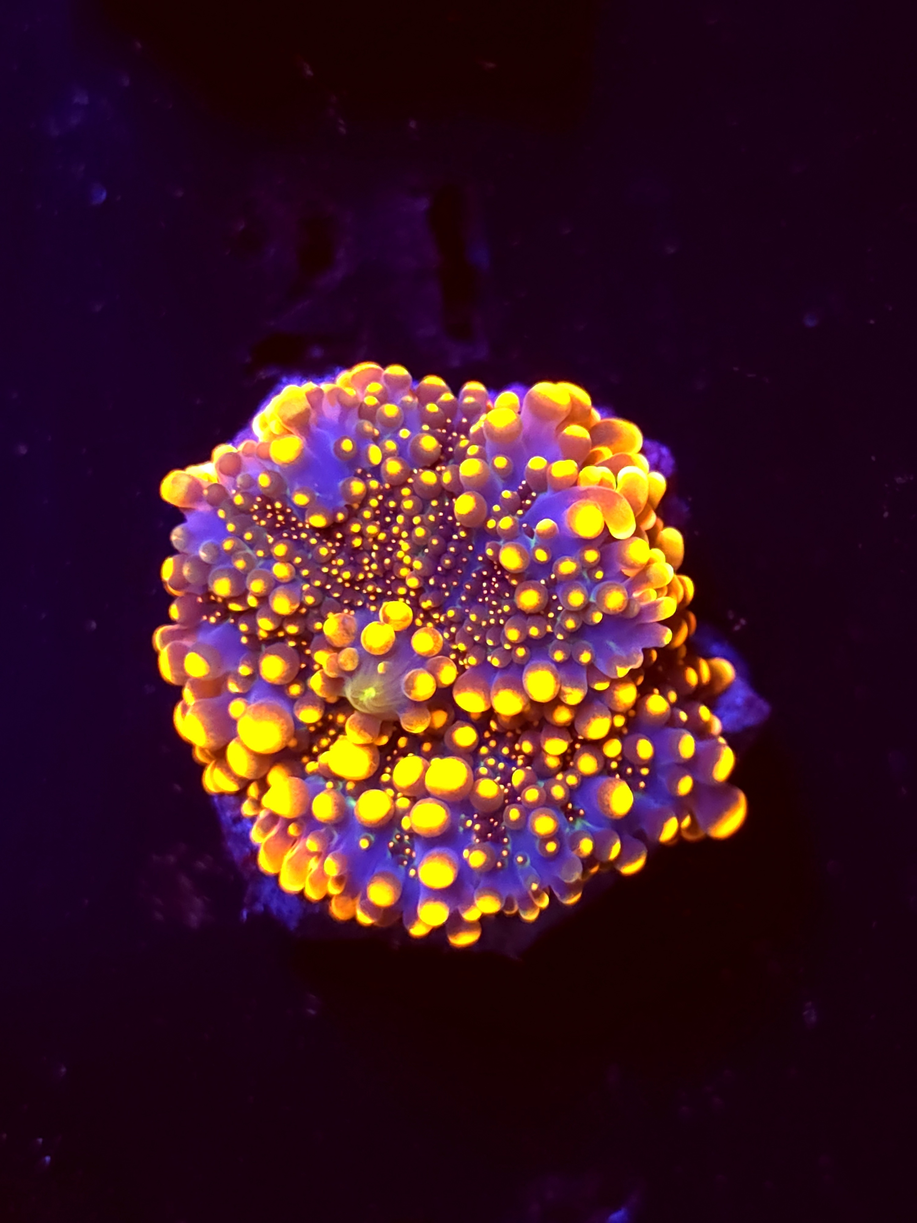 SBB "King Kong" Mushroom Medium