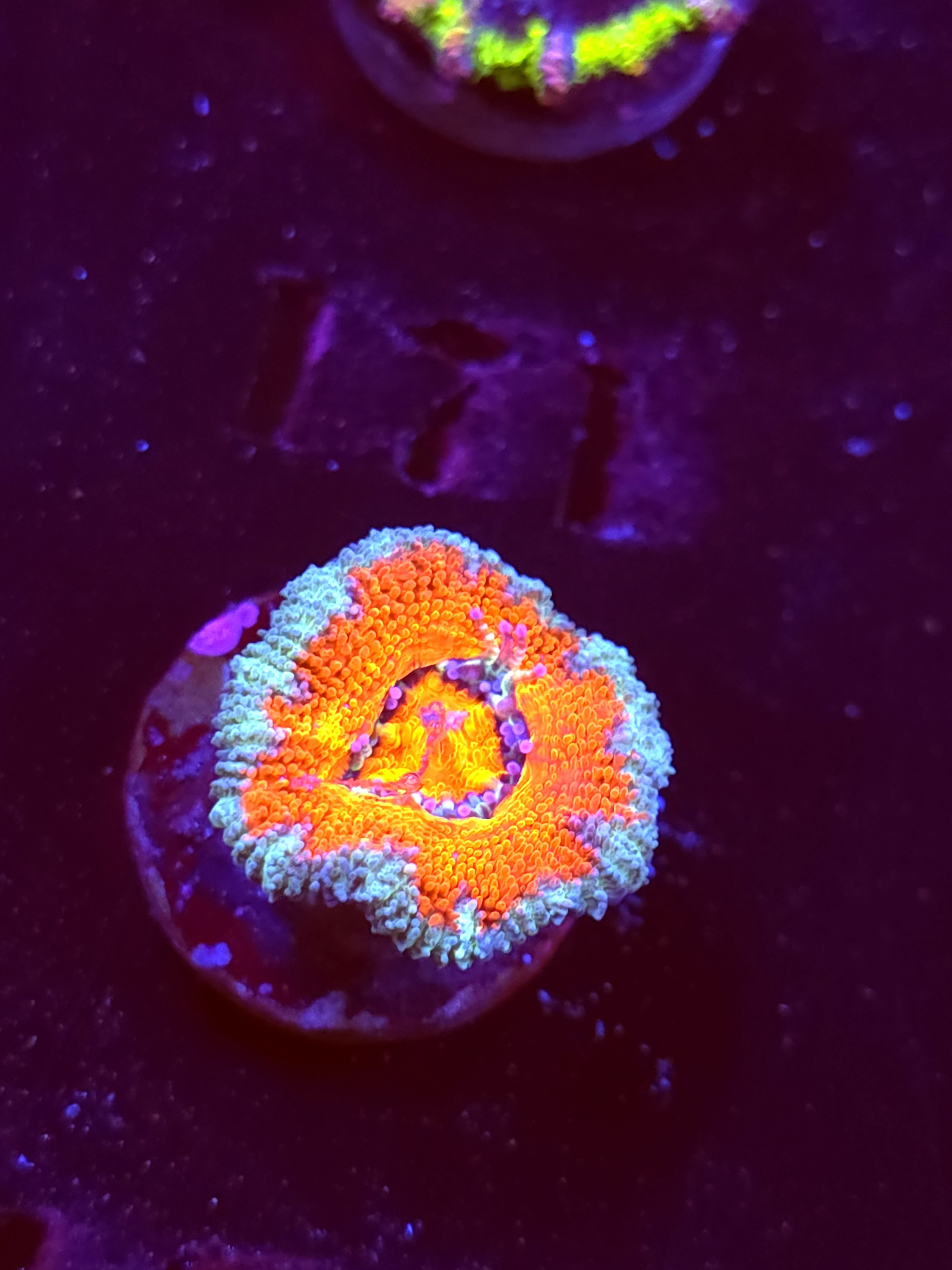 SBB "Budda Bing" Acan 1 Head