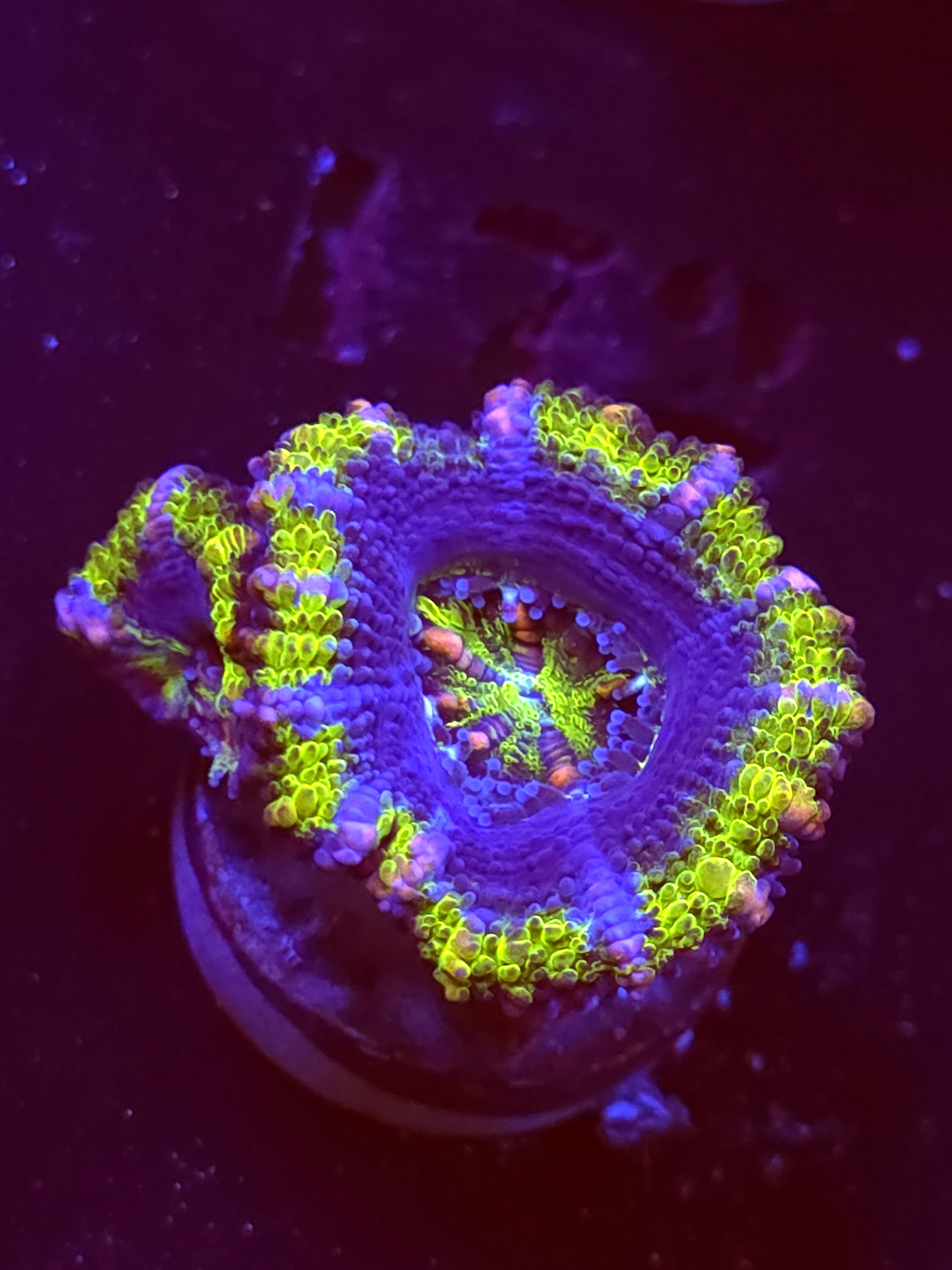 SBB "Mars Attack" Acan 1 Head