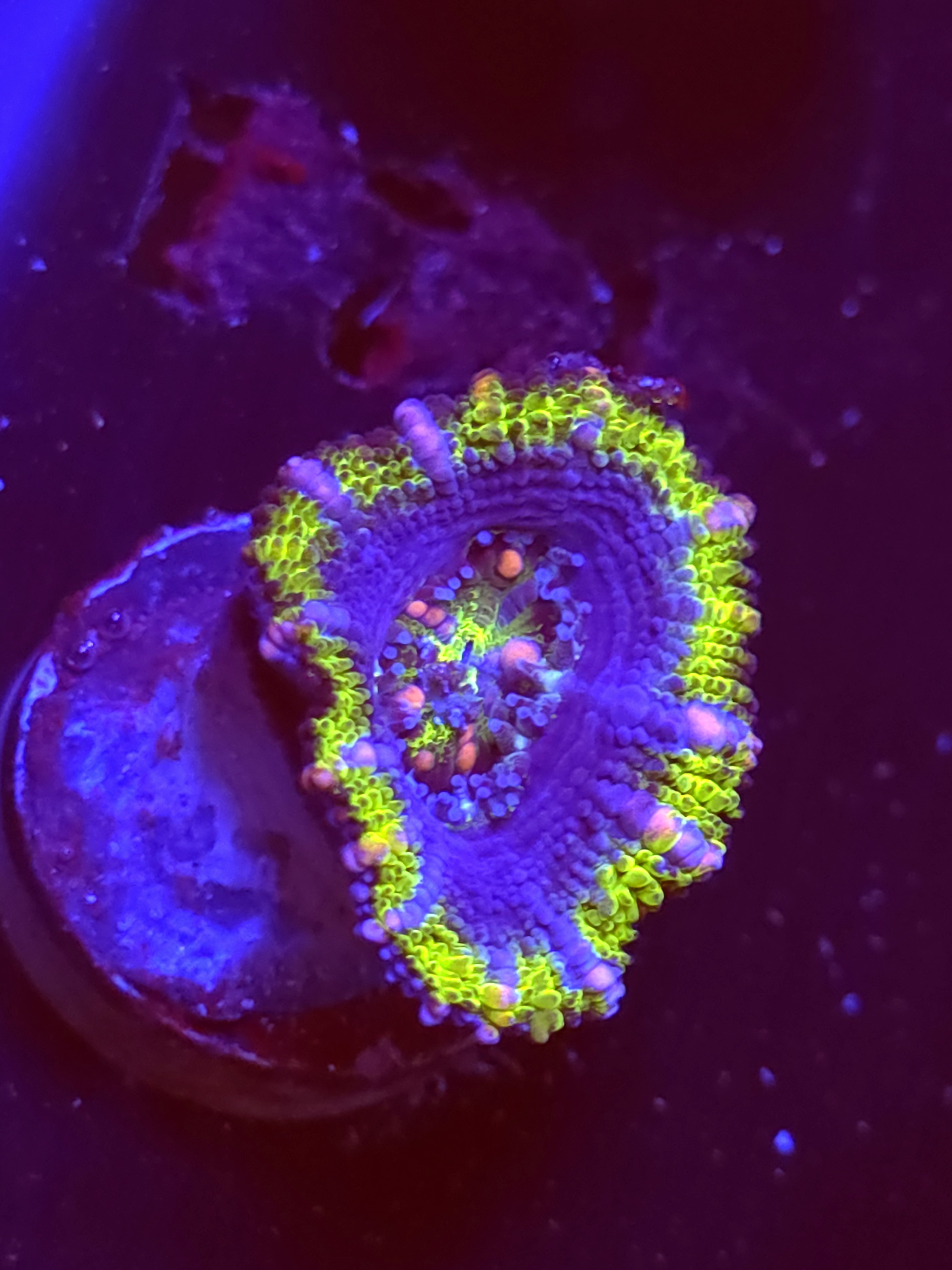 SBB "Mars Attack" Acan 1 Head