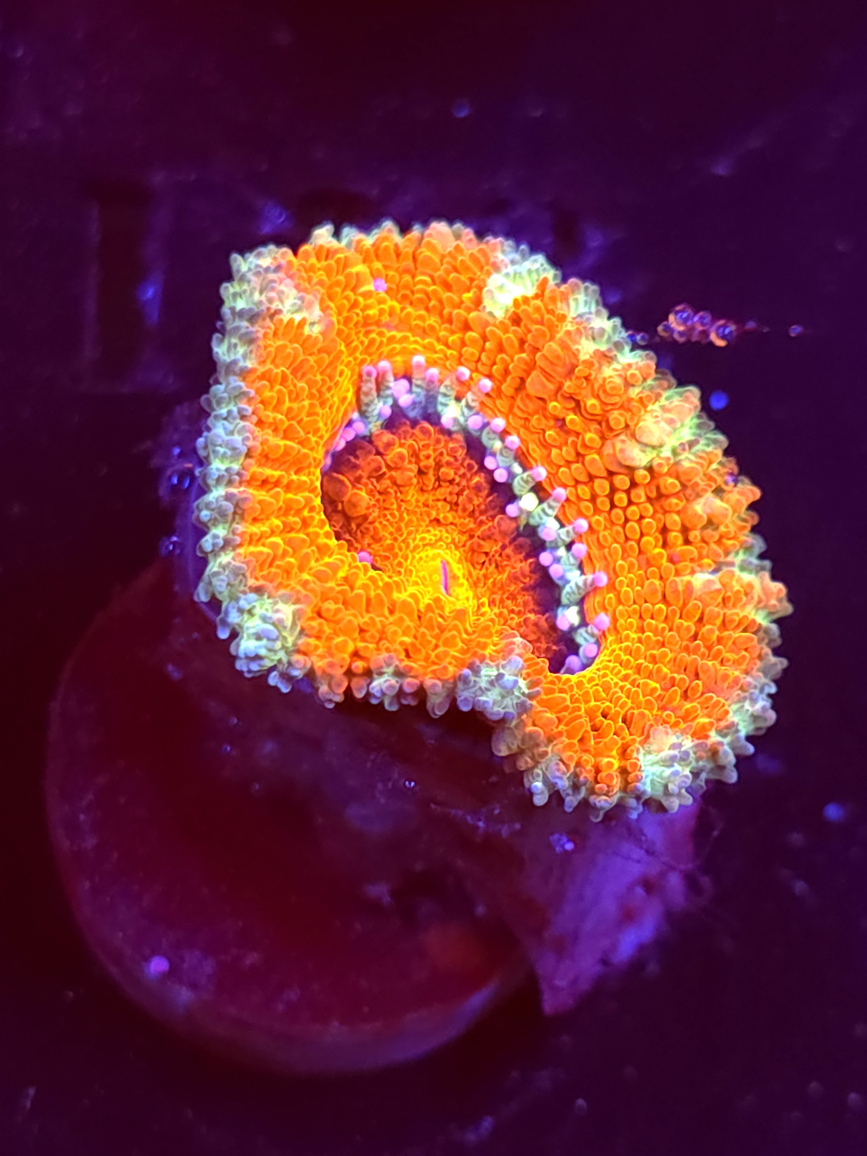 SBB "Ufo Rainbow" Acan 1 Head