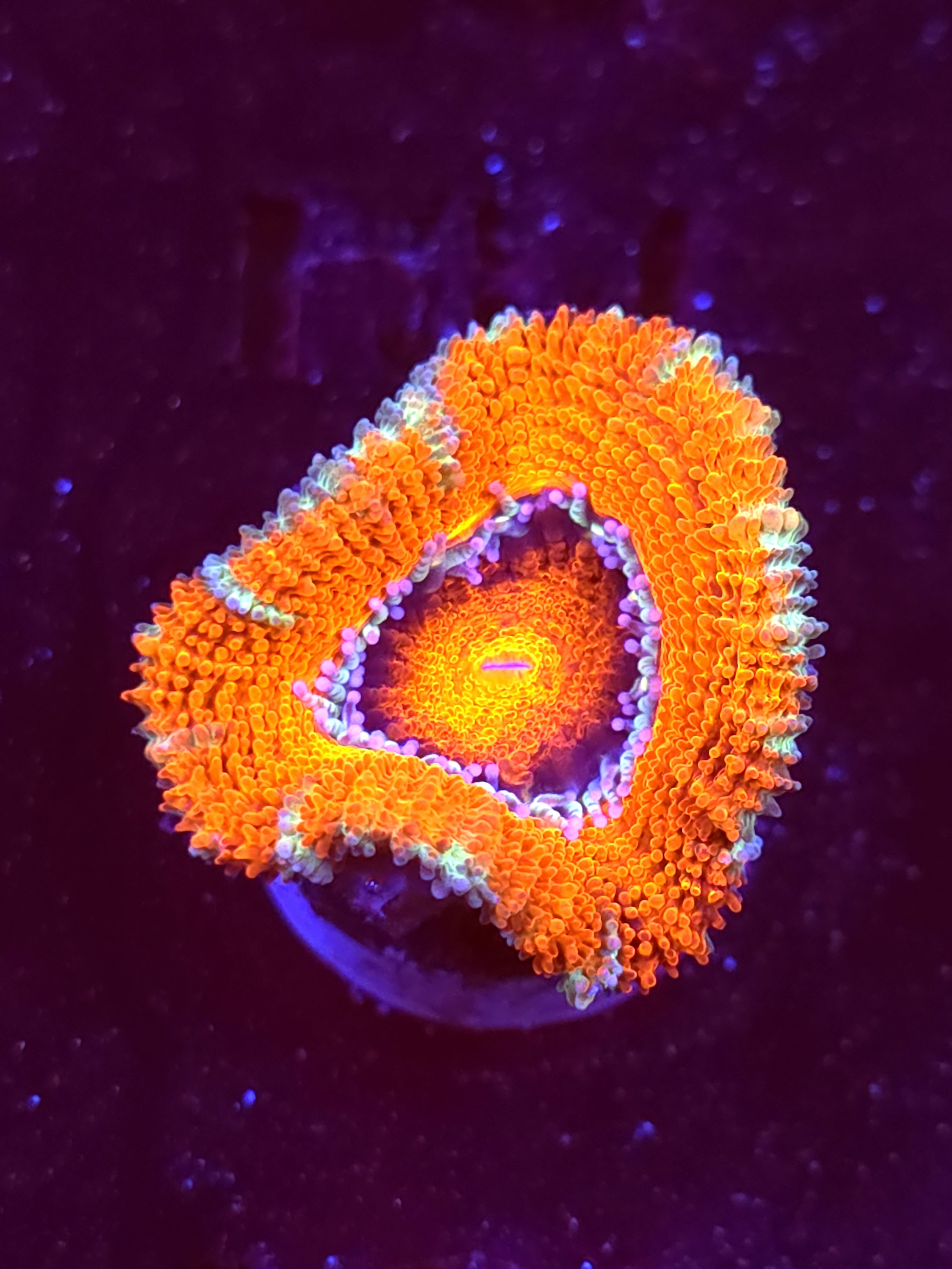 SBB "Ufo Rainbow" Acan 1 Head