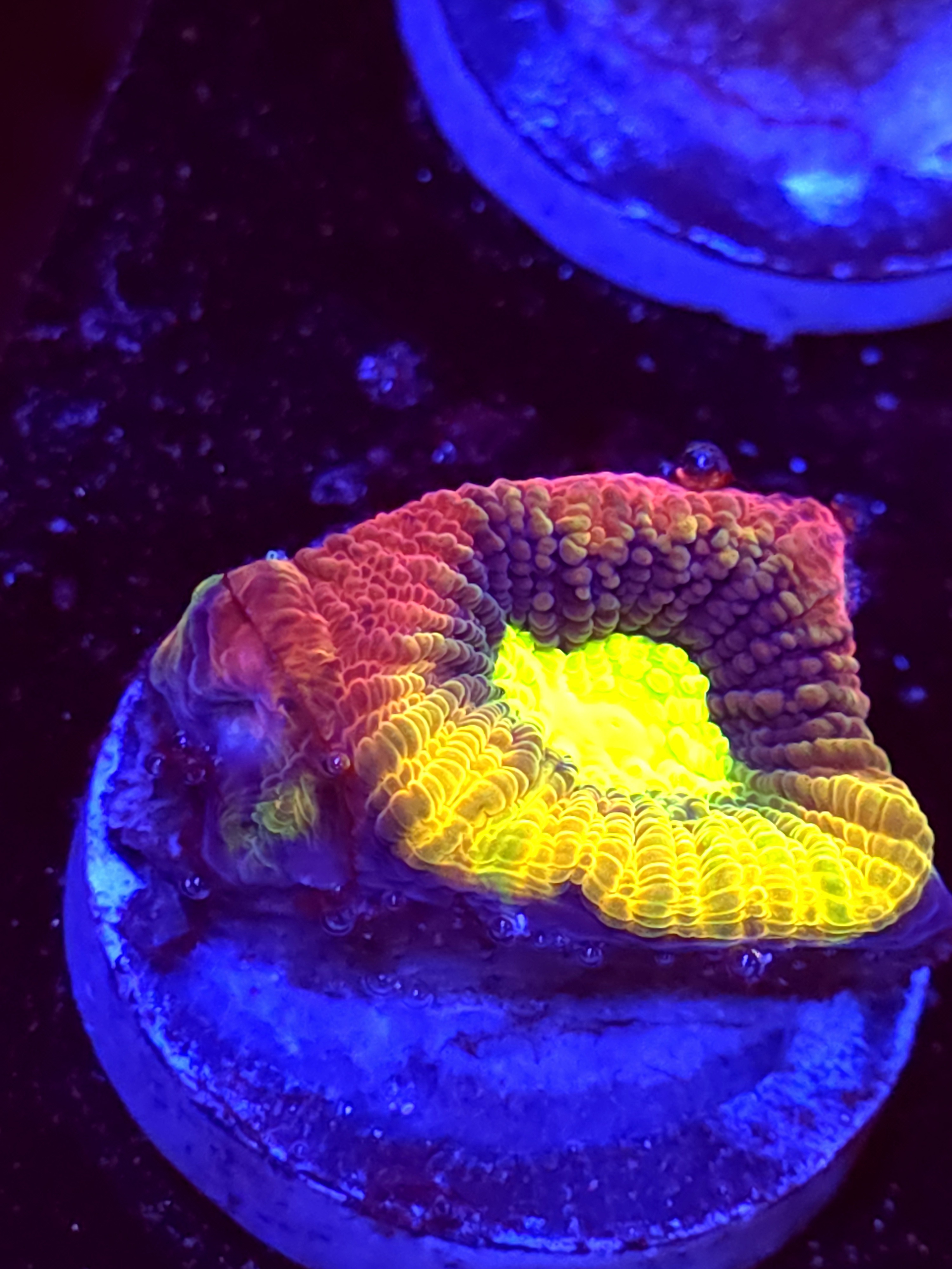 SBB "Dragon Soul" Favia 1 Eye