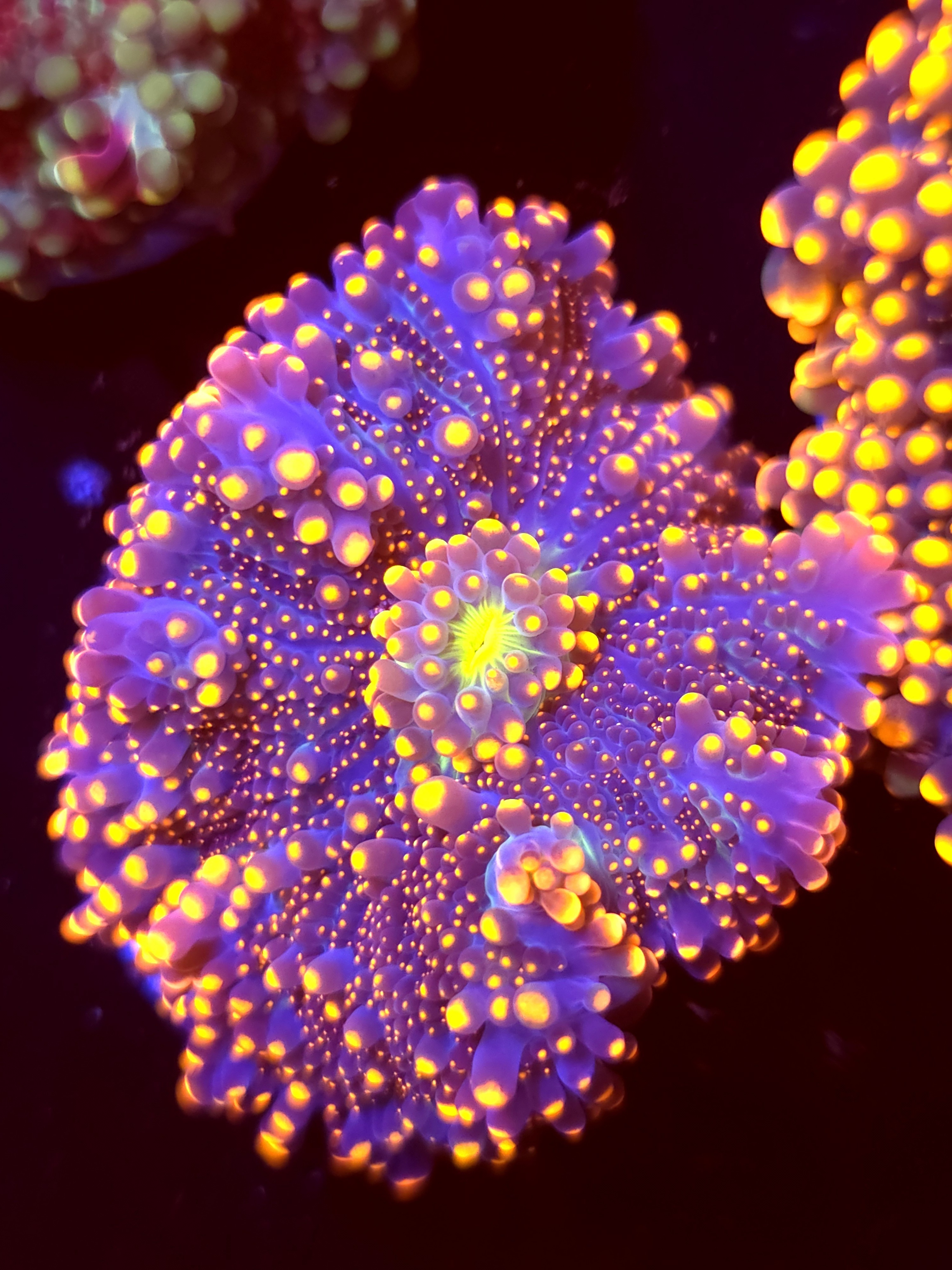 SBB "King Kong" Mushroom XLarge