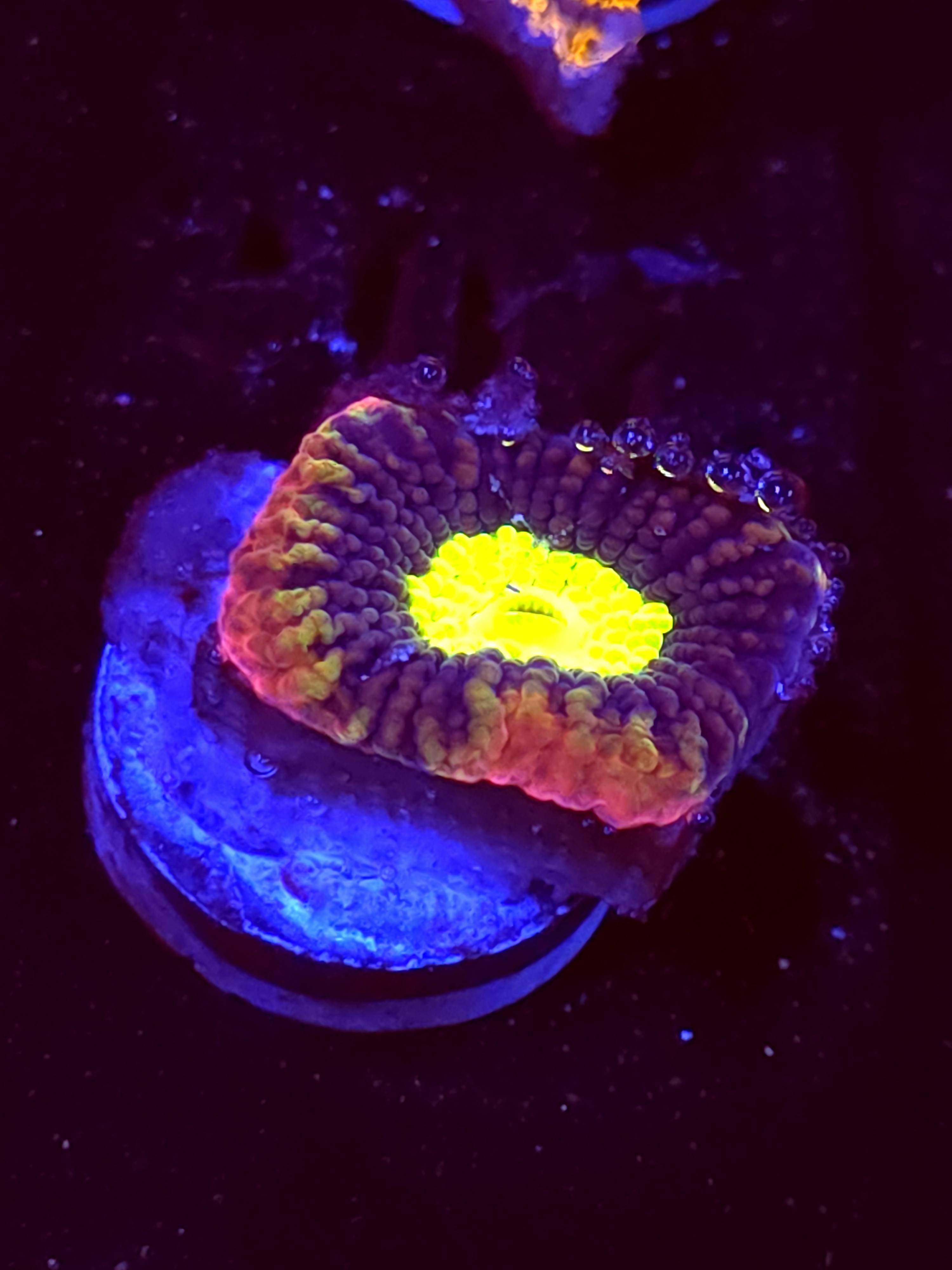 SBB "Dragon Soul" Favia 1 Eye