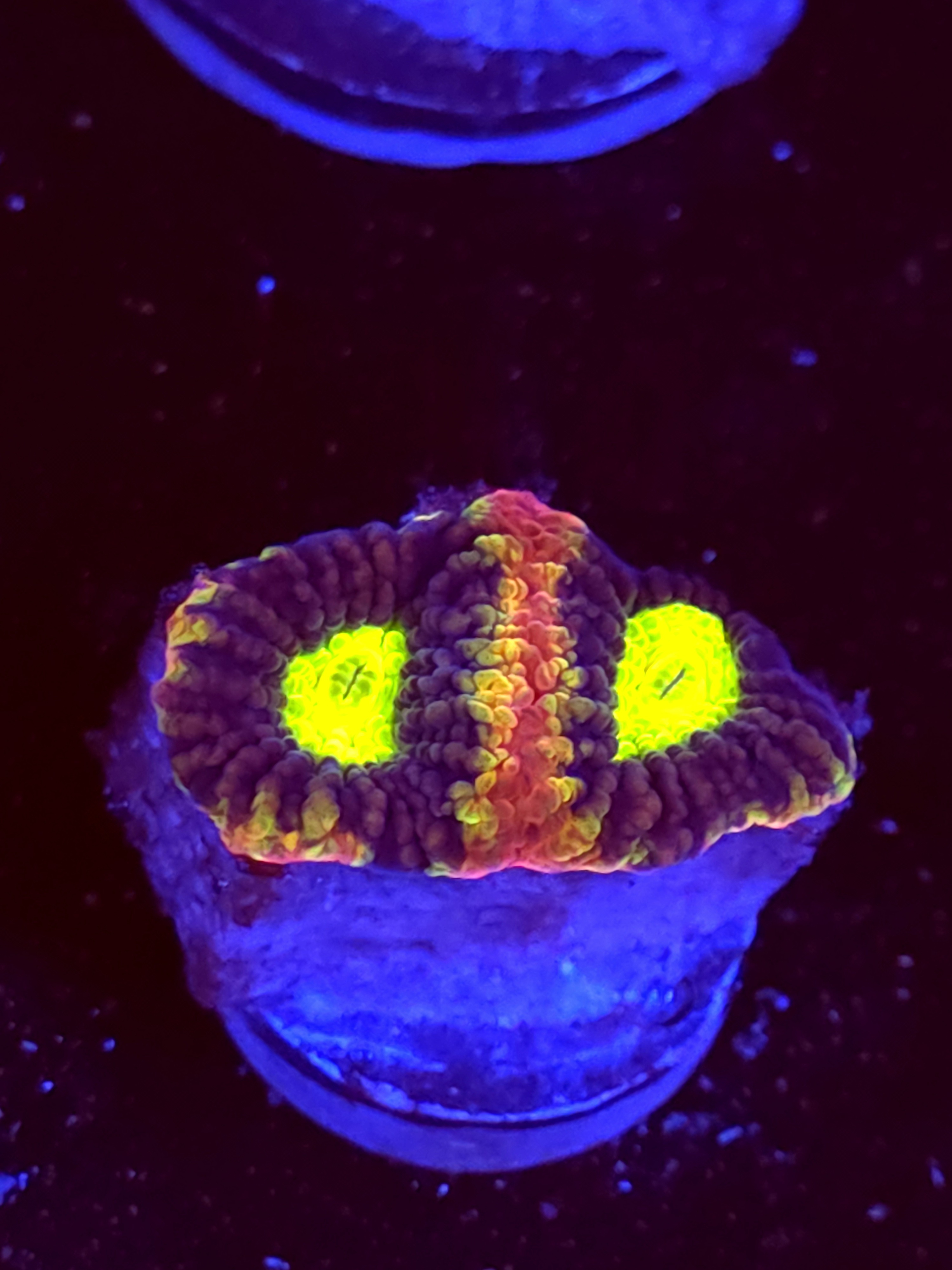 SBB "Mystery Signature" Favia 2 Eyes