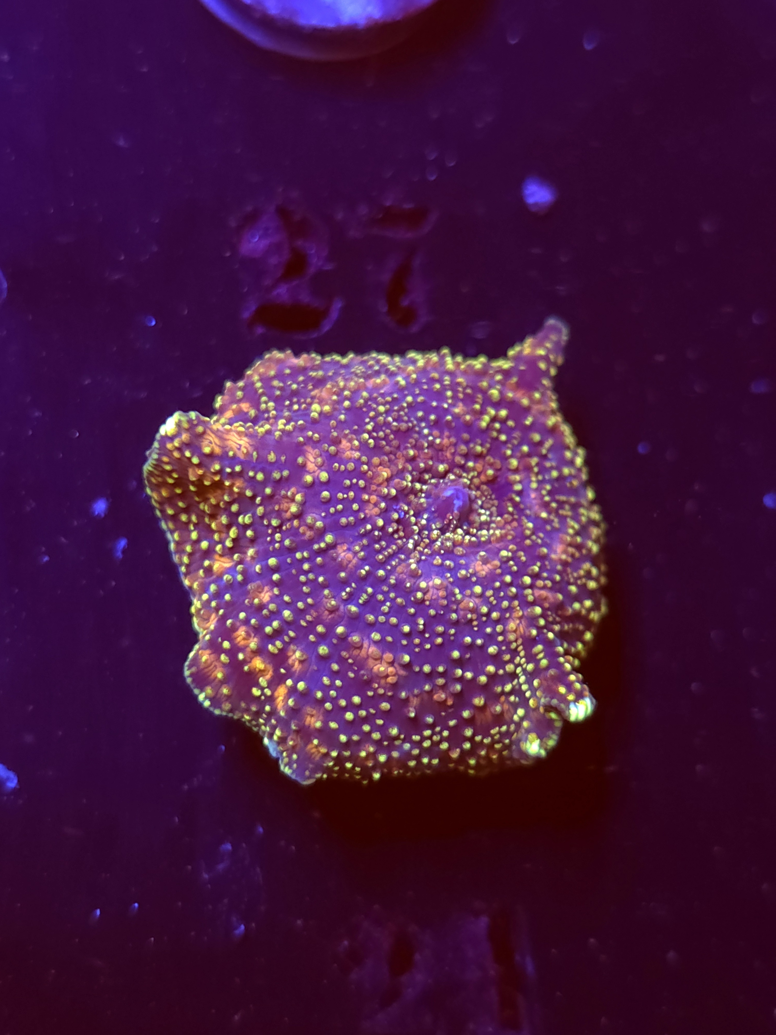 SBB "No Name" Mushroom Medium