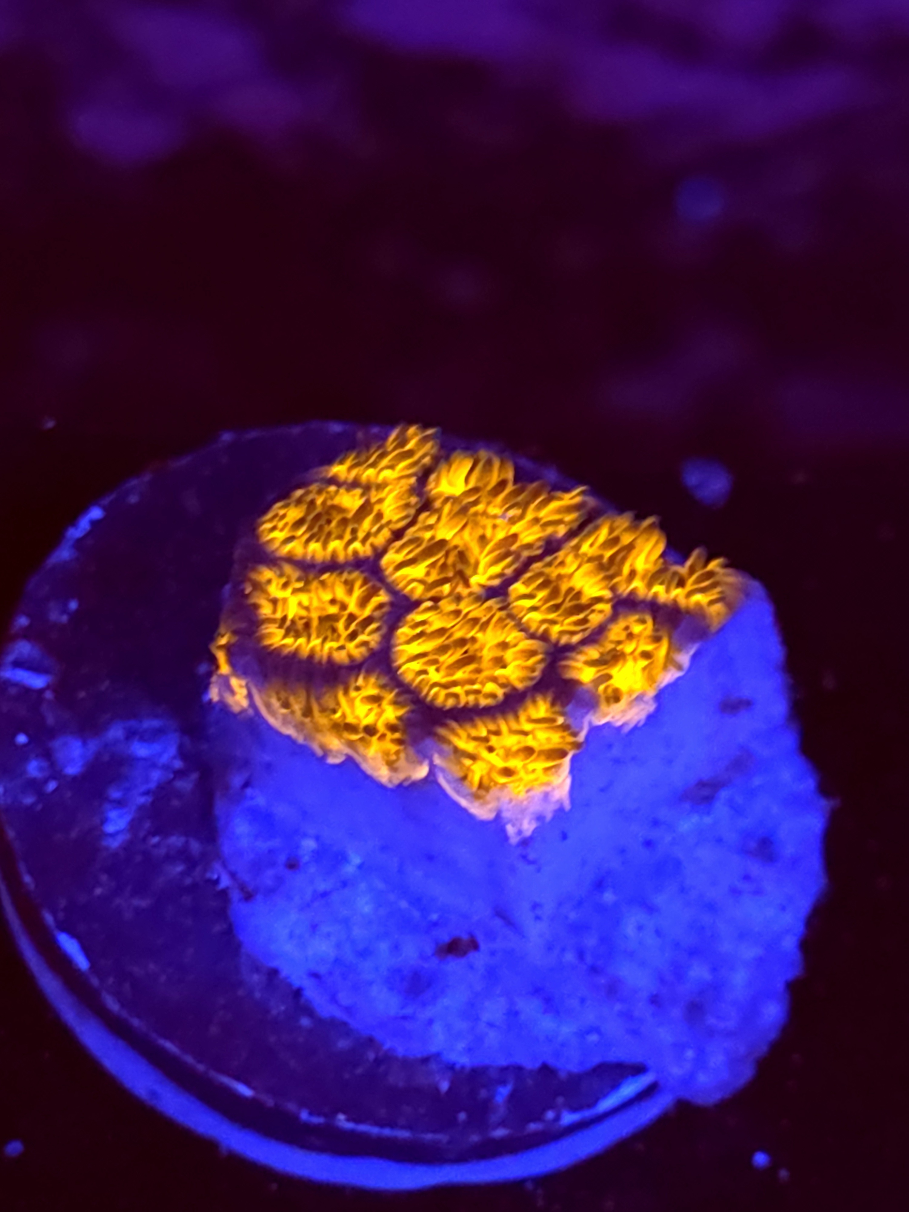 SBB "Golden Leopard" Lepto Medium