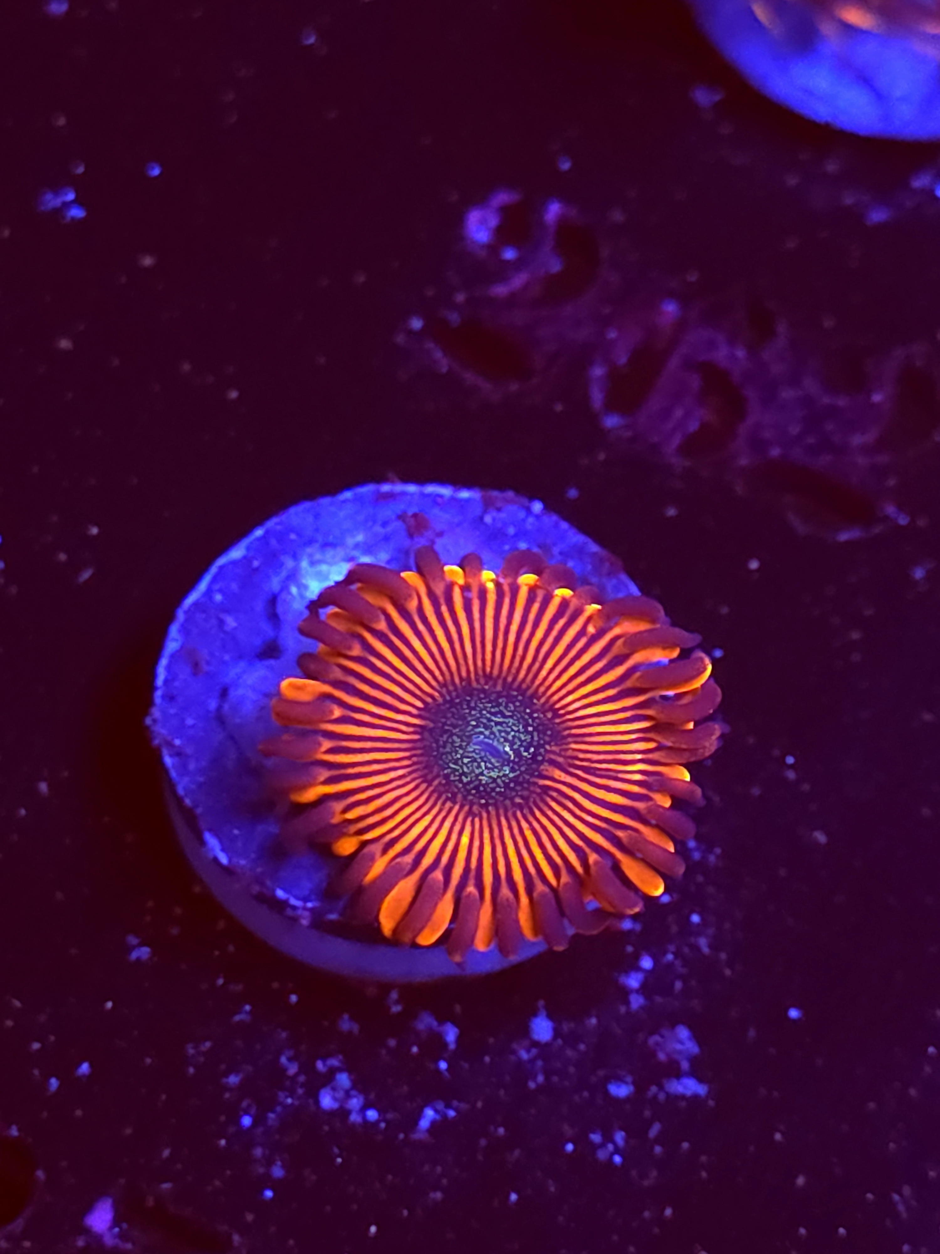 SBB "Mystery Signature" Zoa 1 Polyp