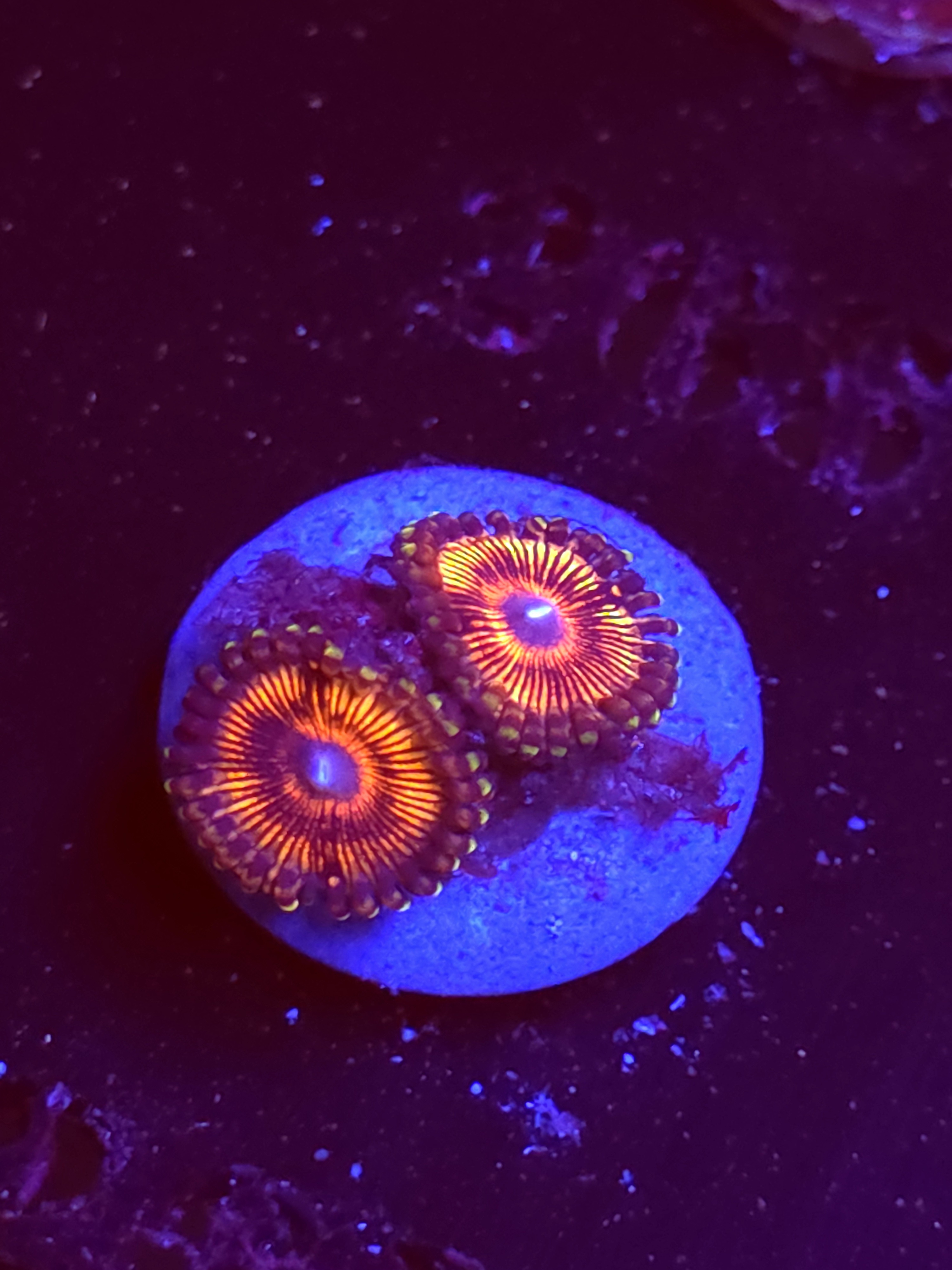 SBB "No Name" Zoa 2 Polyps