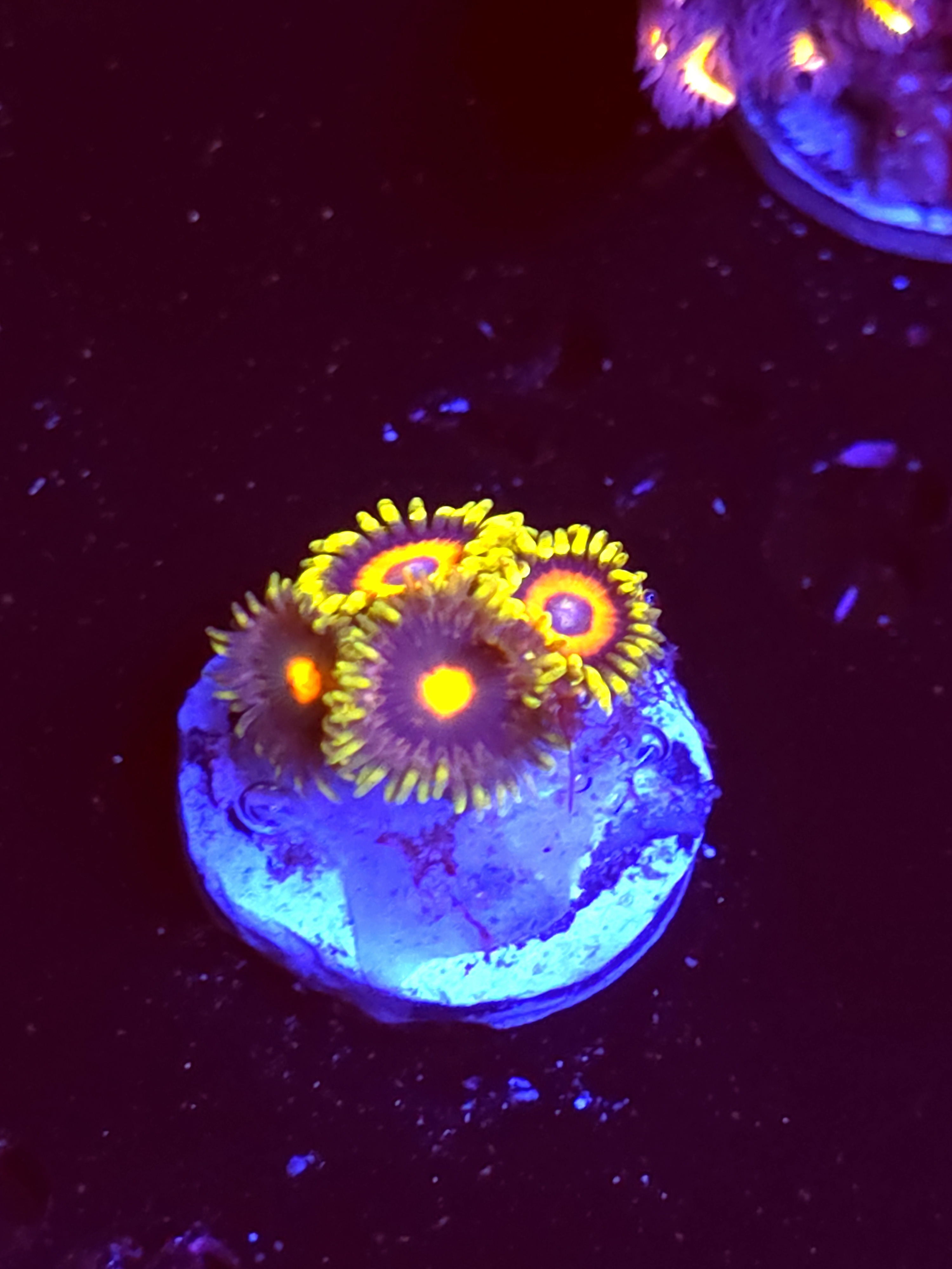 SBB "No Name" Zoa 3 Polyps