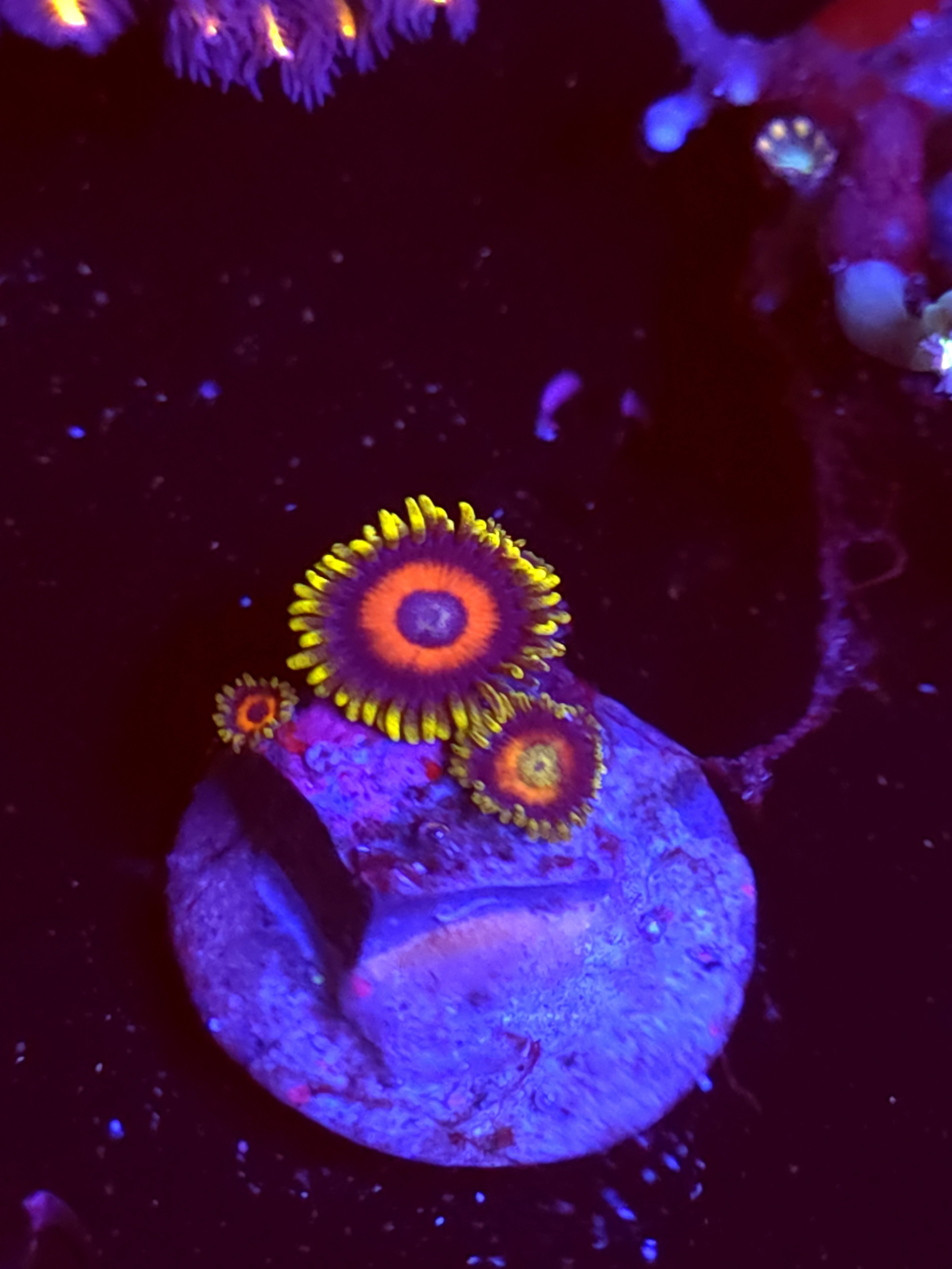 SBB "No Name" Zoa 2 Polyps
