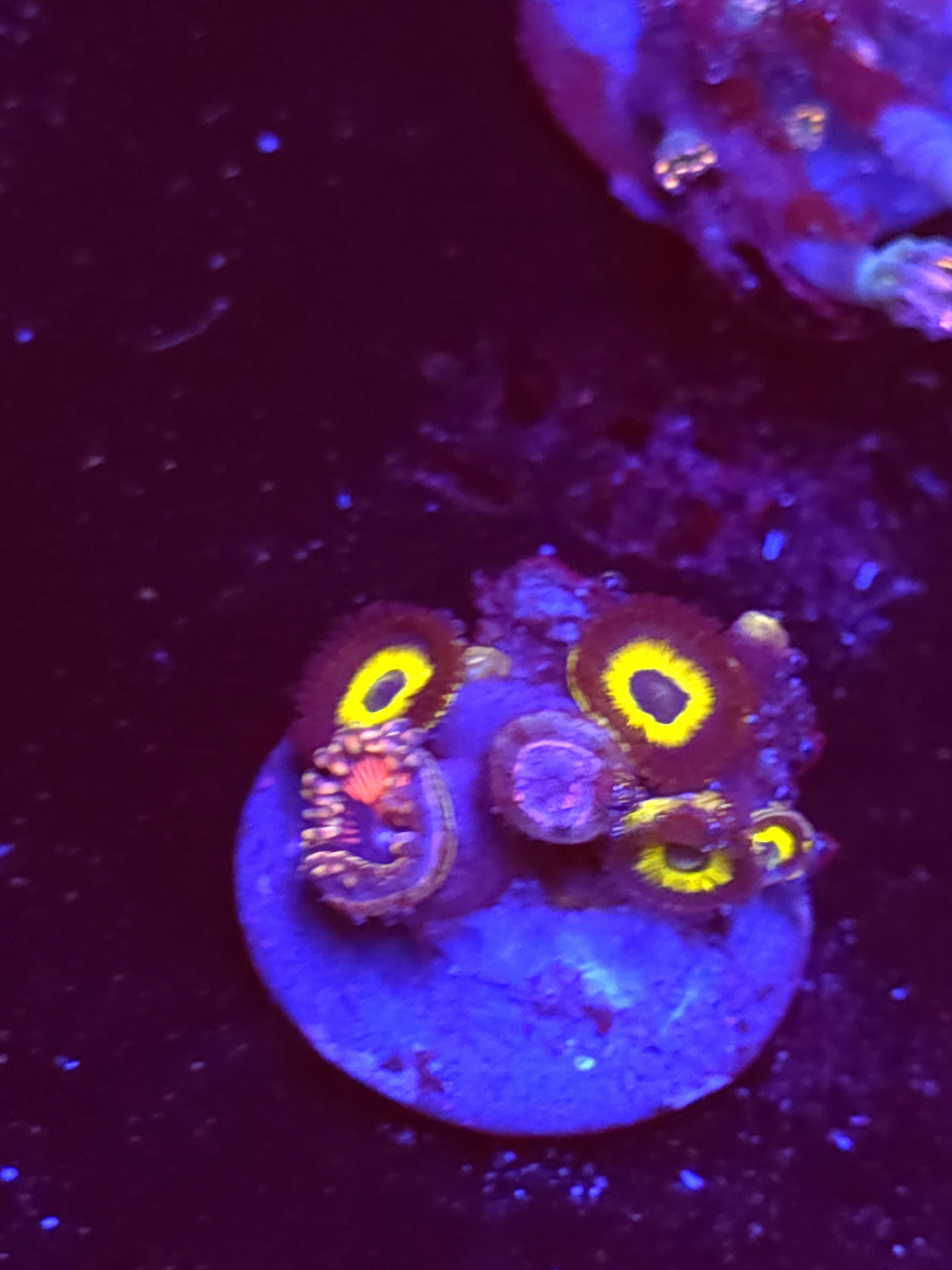 SBB "No Name" Zoa Mini Colony