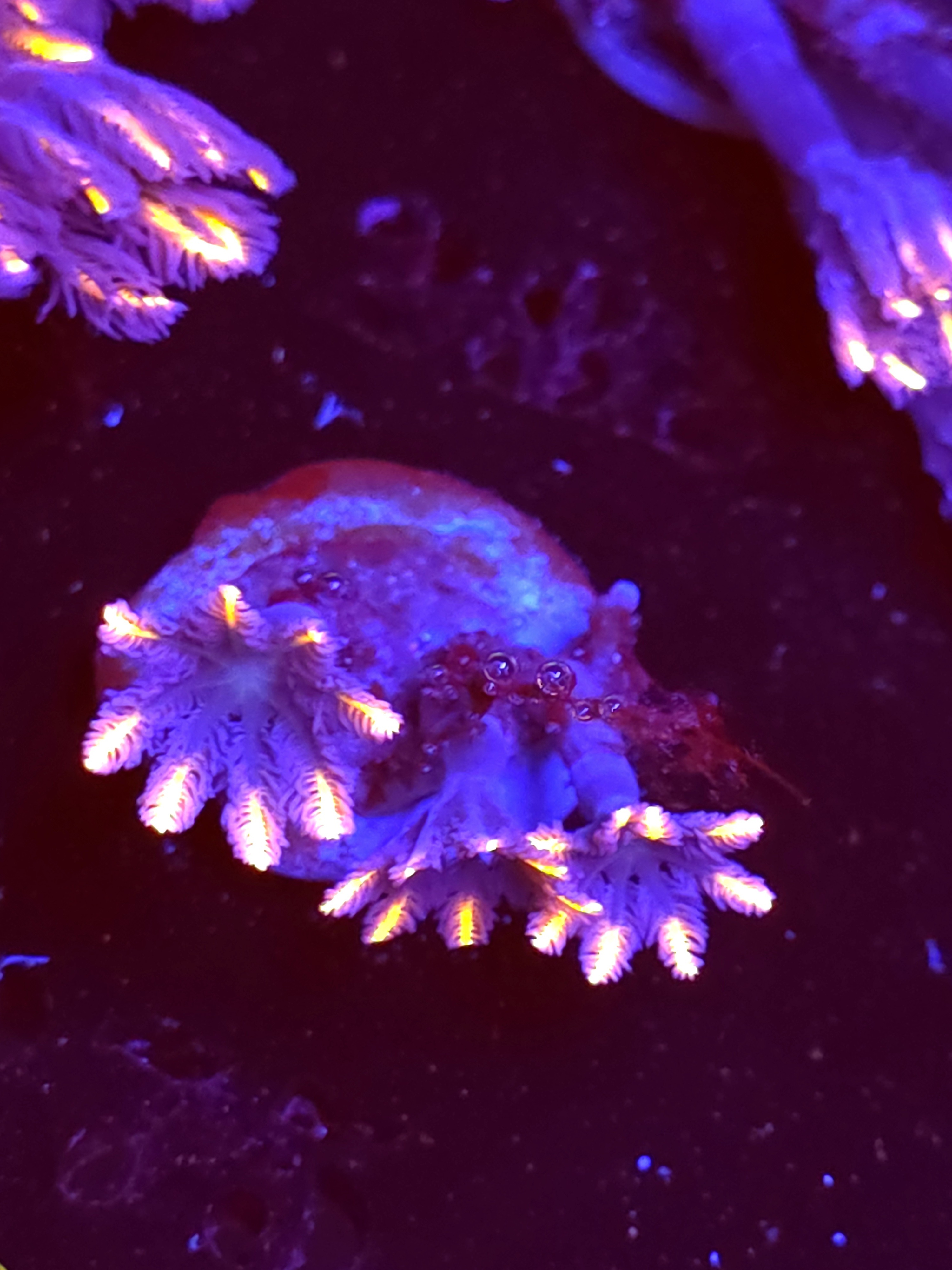 SBB "Fire Works" Cloves 2 Polyps