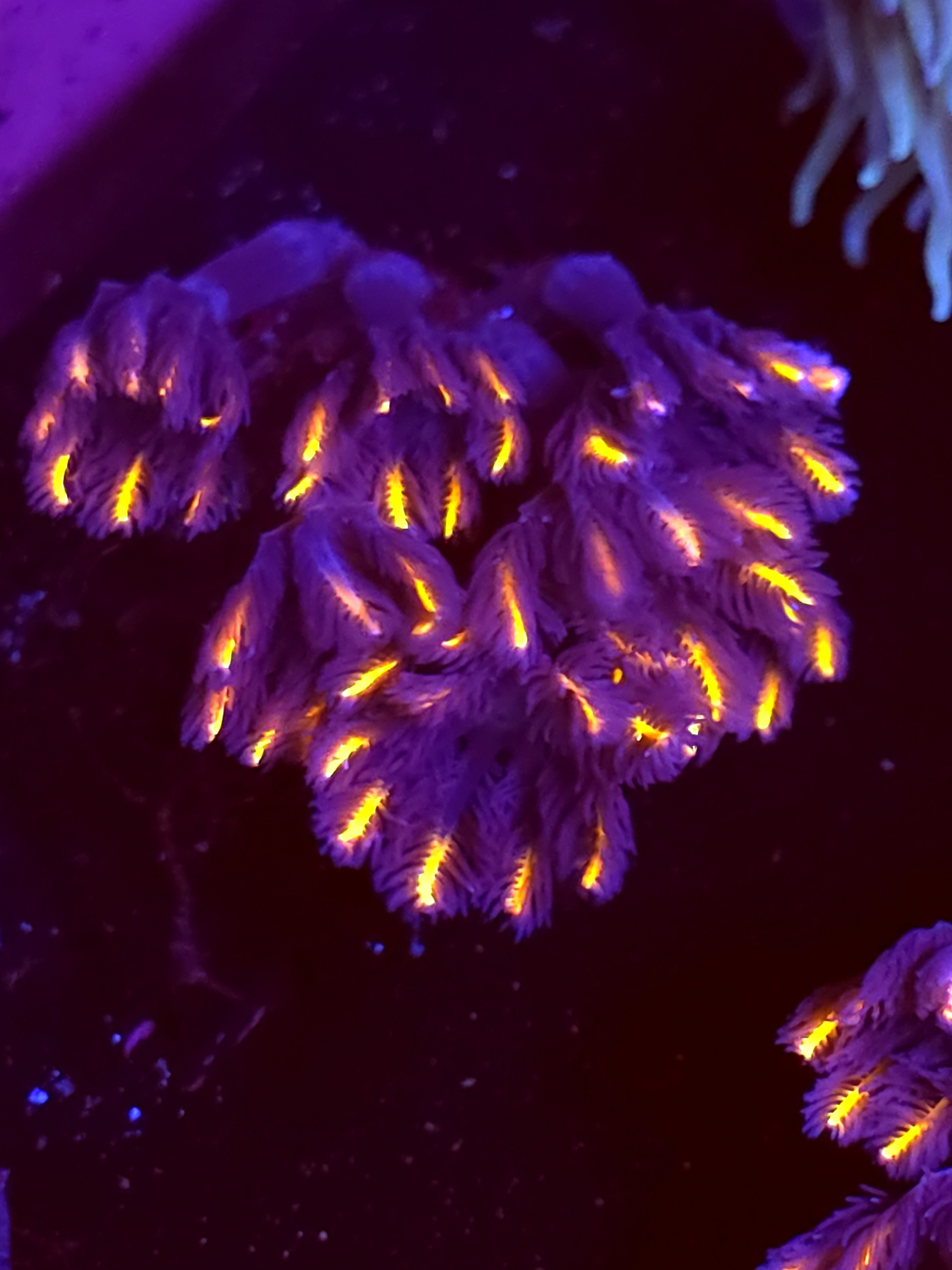 SBB "Fire Works" Cloves Mini Colony