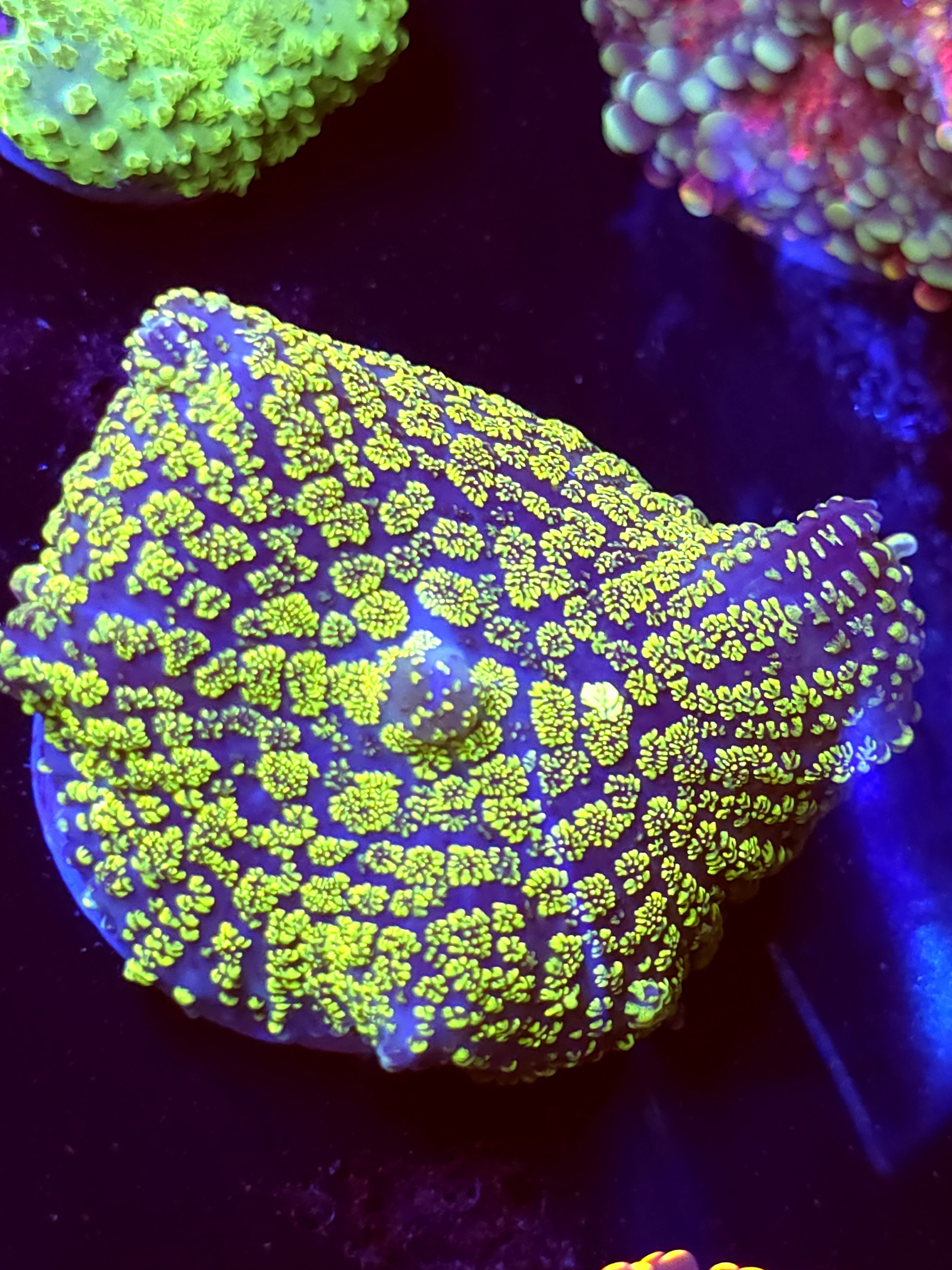 SBB "Green Giant" Mushroom Large