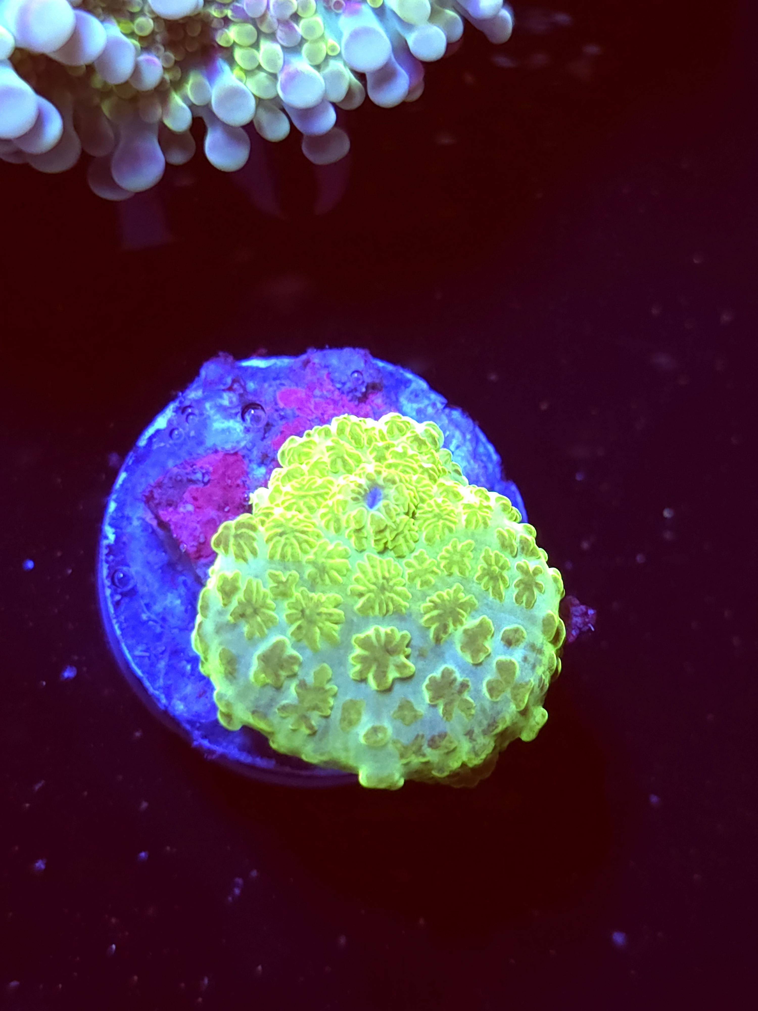 SBB "No Name" Mushroom Medium