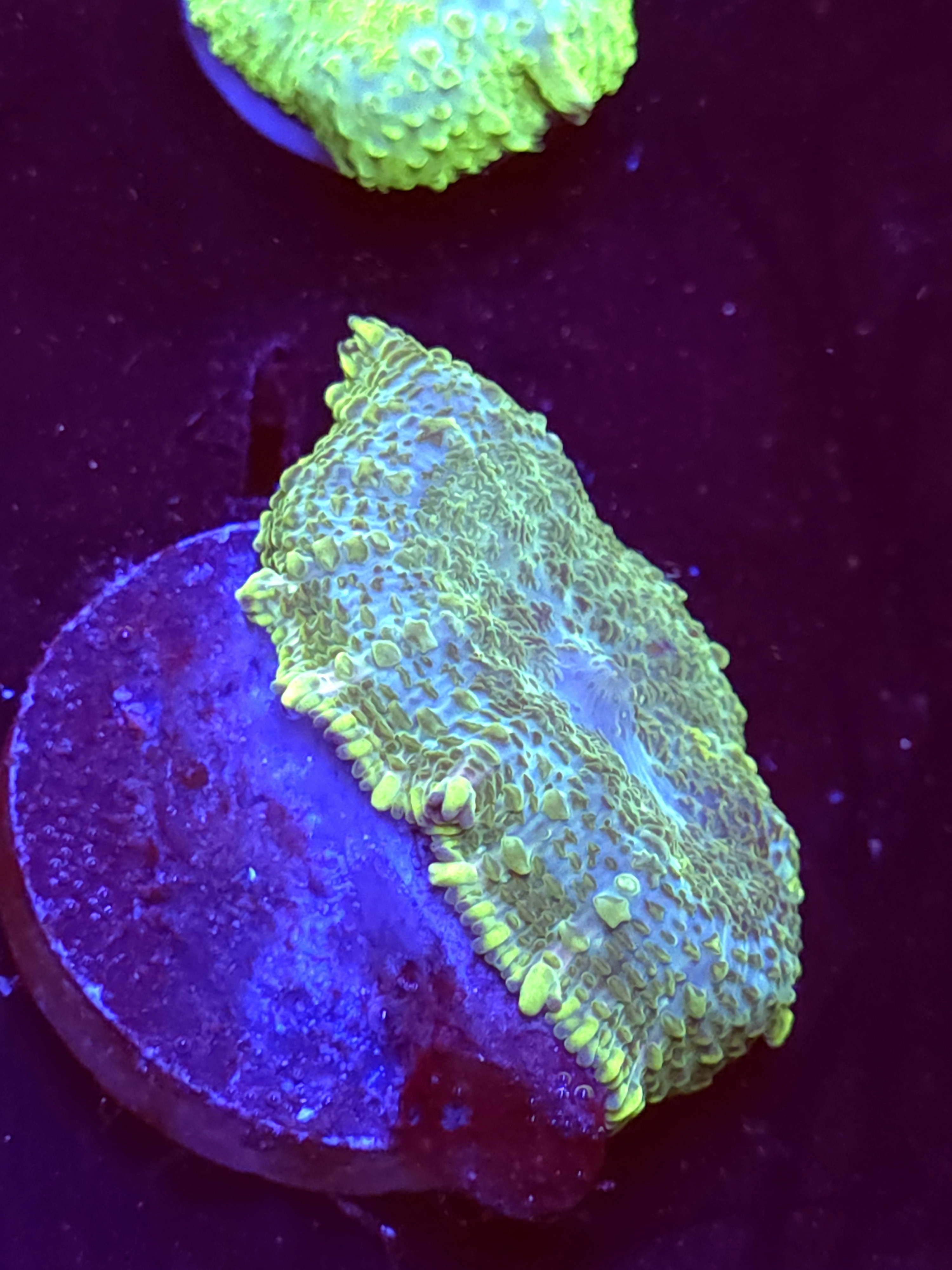 SBB "No Name" Mushroom Large