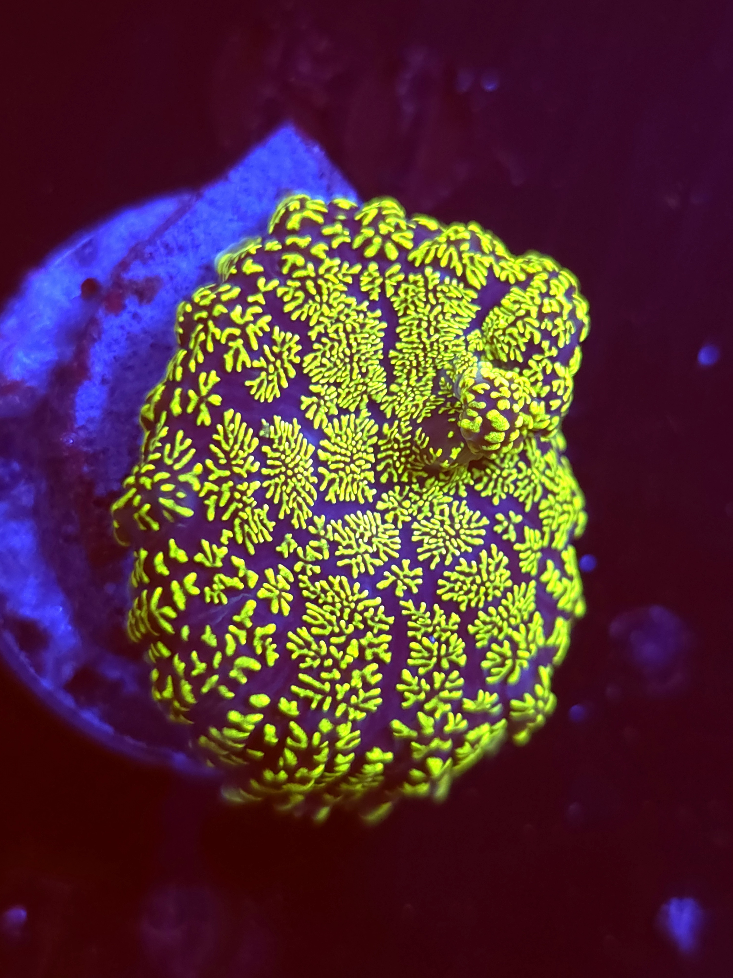 SBB "Green Giant" Mushroom Large