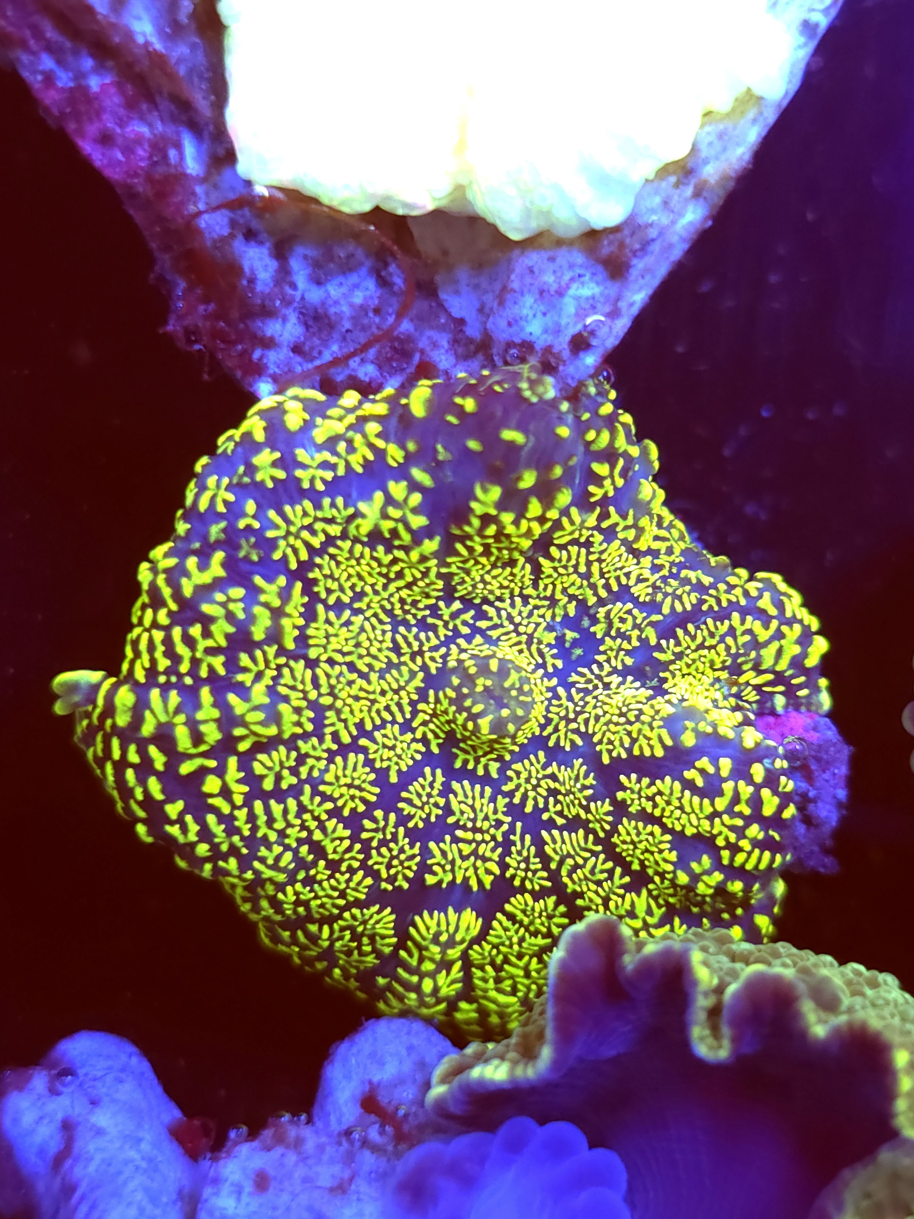 SBB "Green Giant" Mushroom Medium