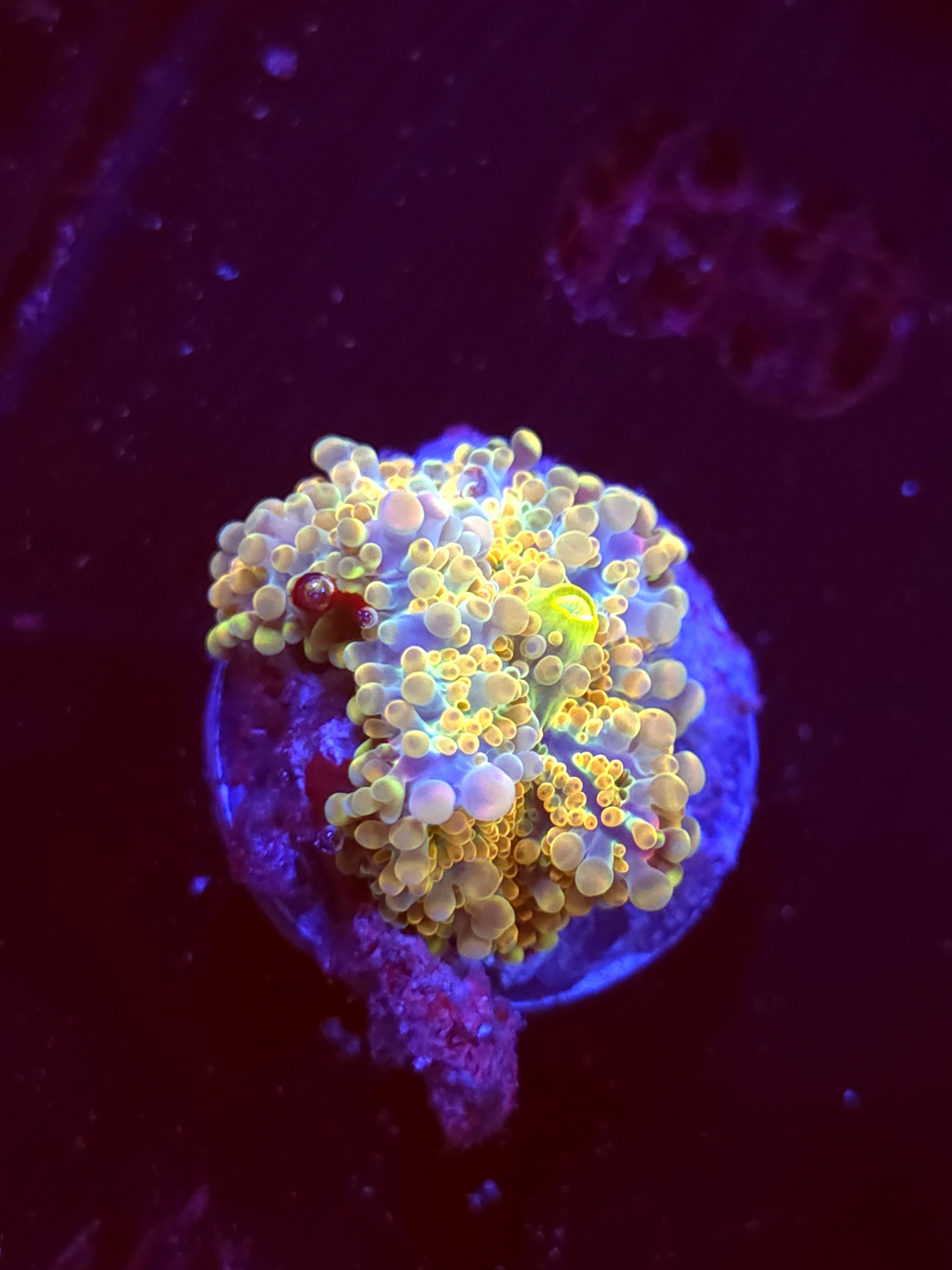 SBB "No Name" Mushroom Small