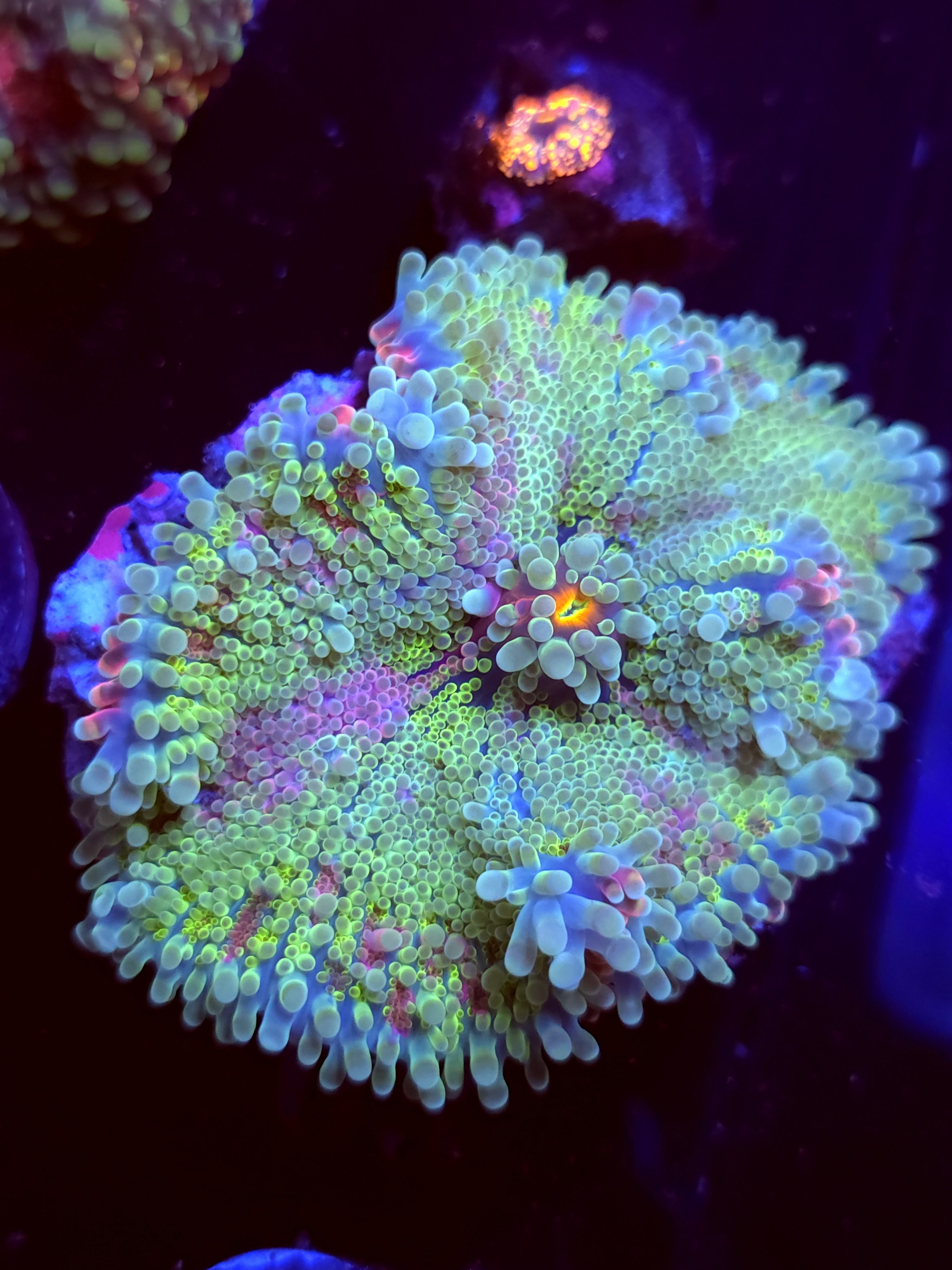 SBB "Purple Ultra" Mushroom XLarge