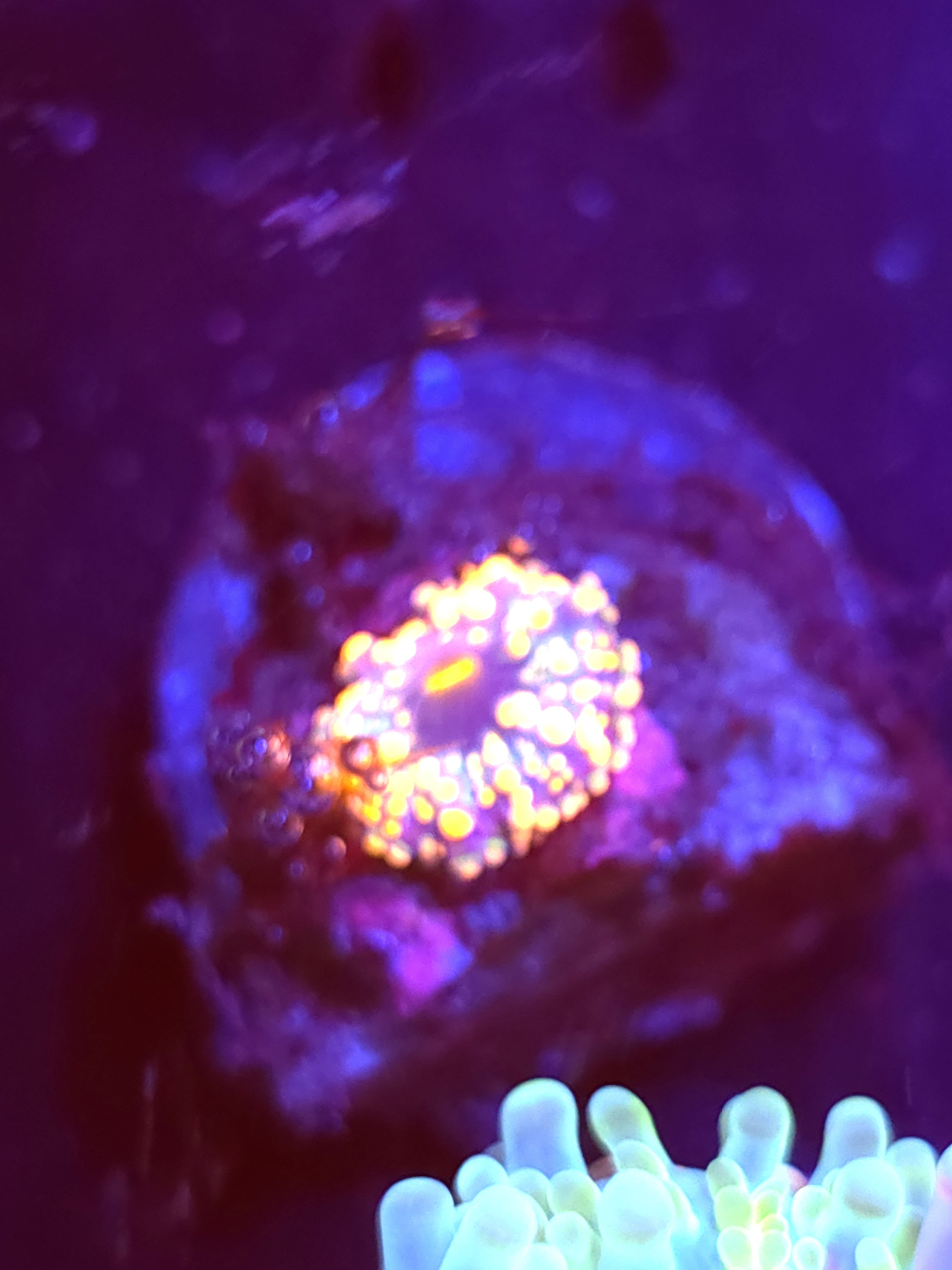 SBB "No Name" Mushroom Tiny