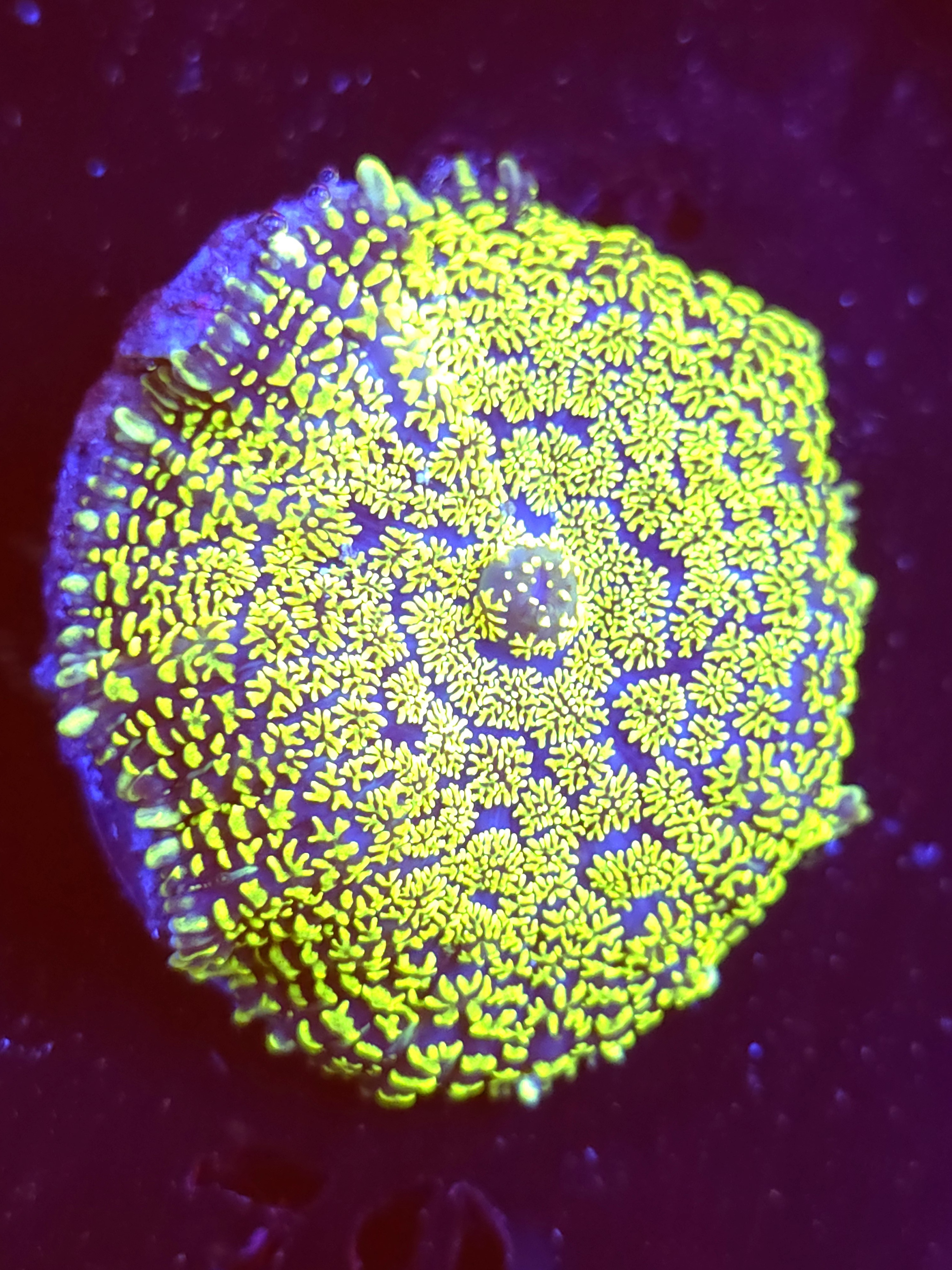 SBB "Green Giant" Mushroom Large