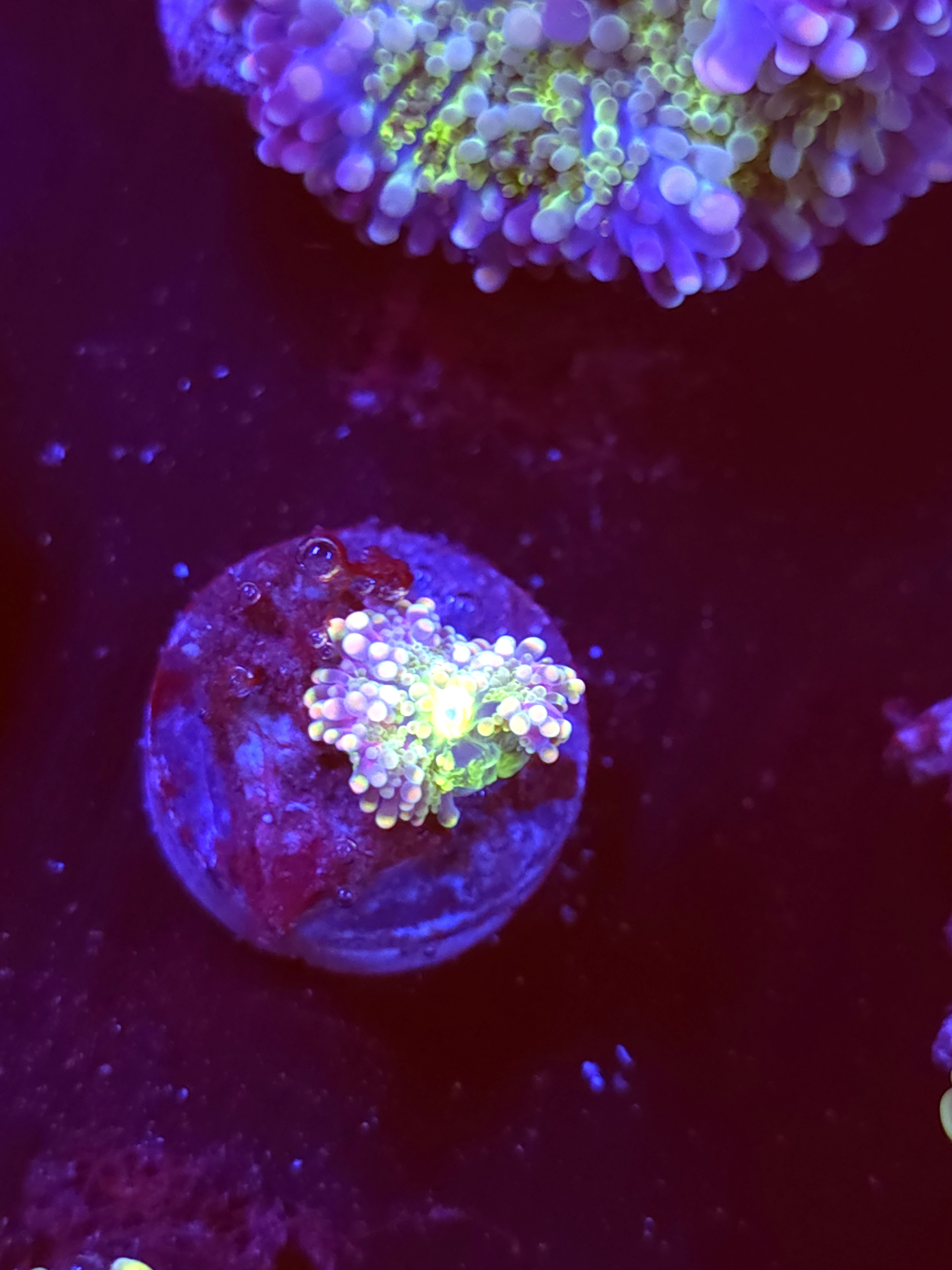 SBB "No Name" Mushroom Tiny