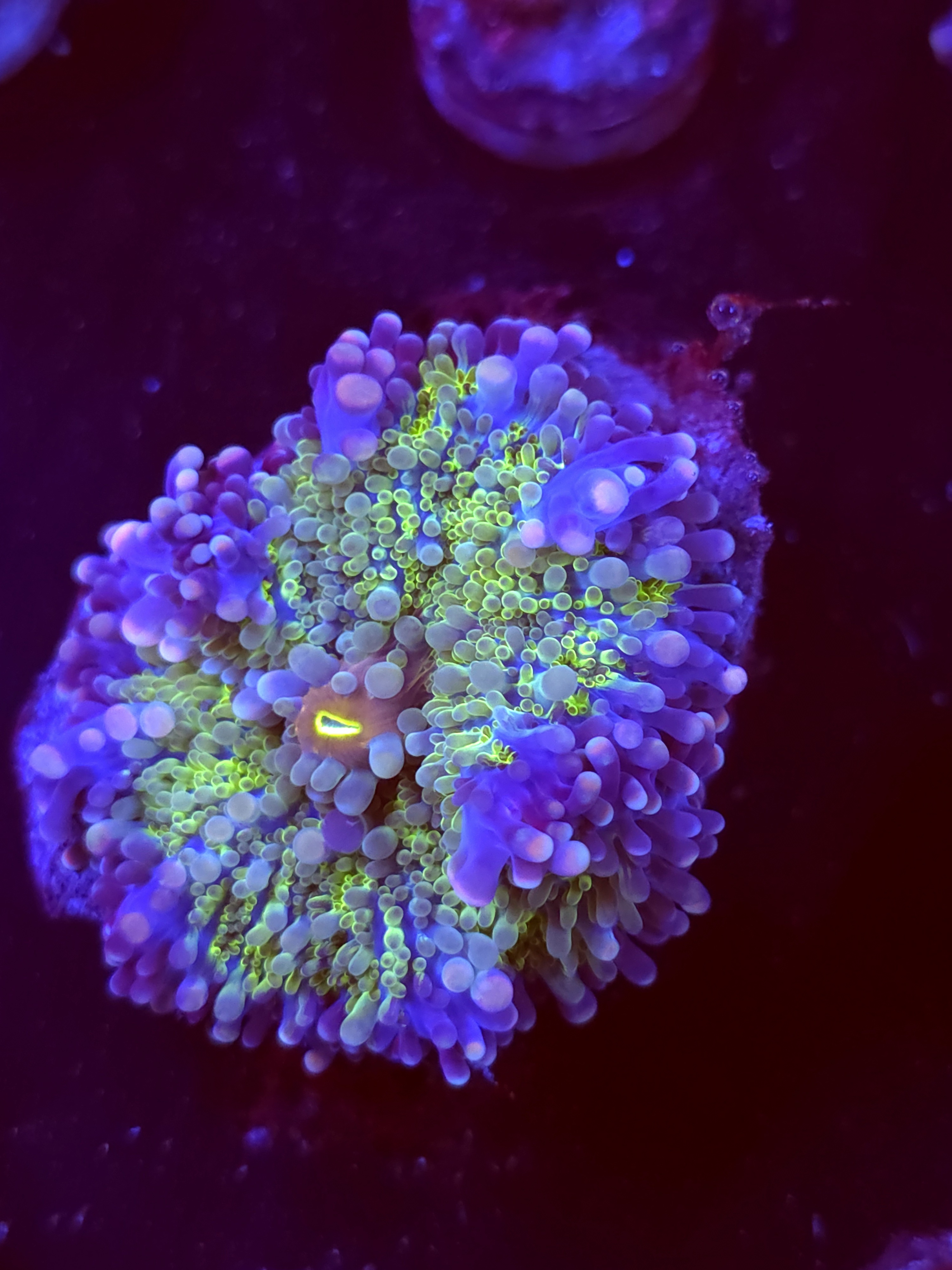 SBB "Purple Matrix " Mushroom Large